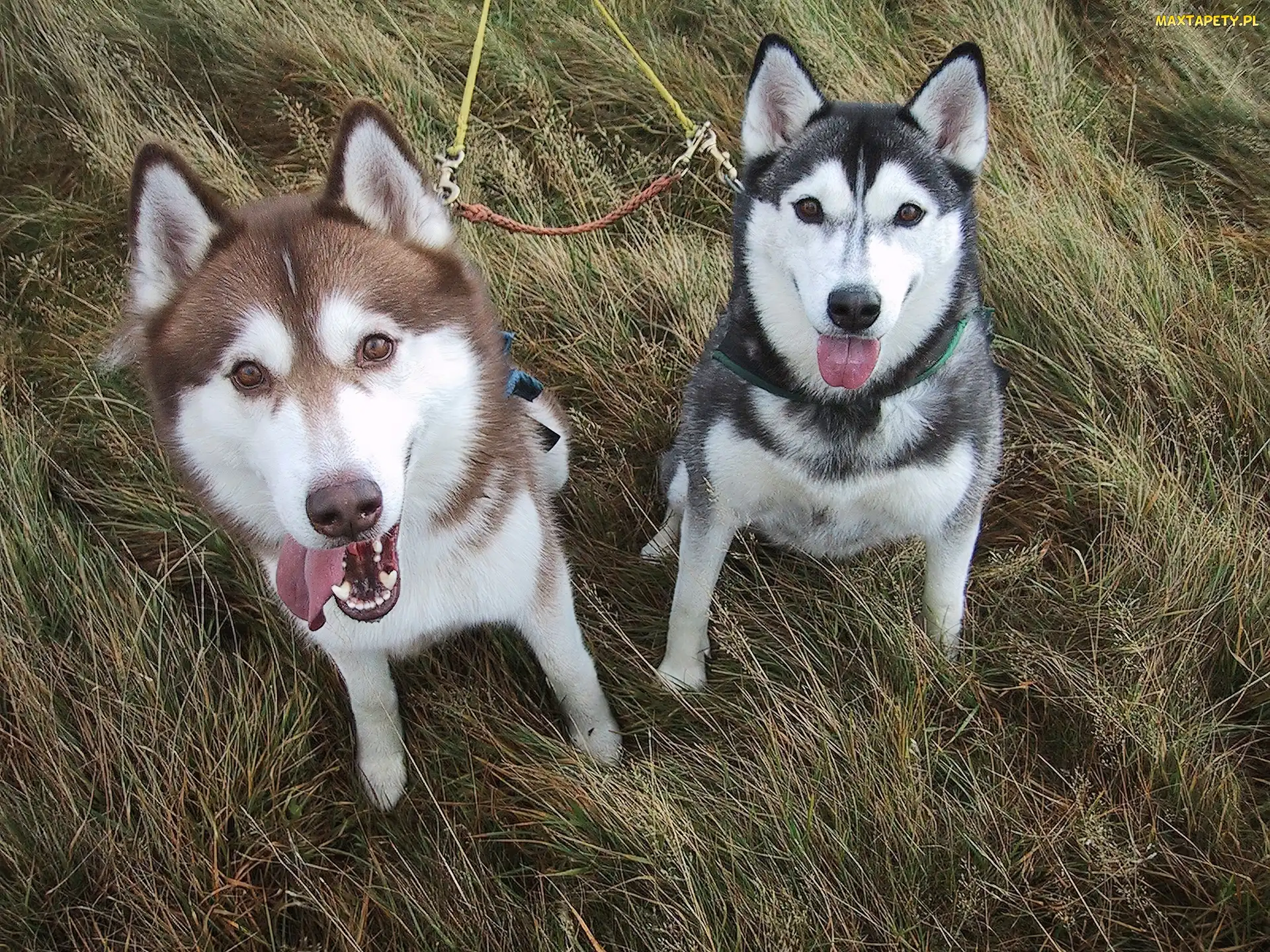 brązowy, Siberian Husky, czarny