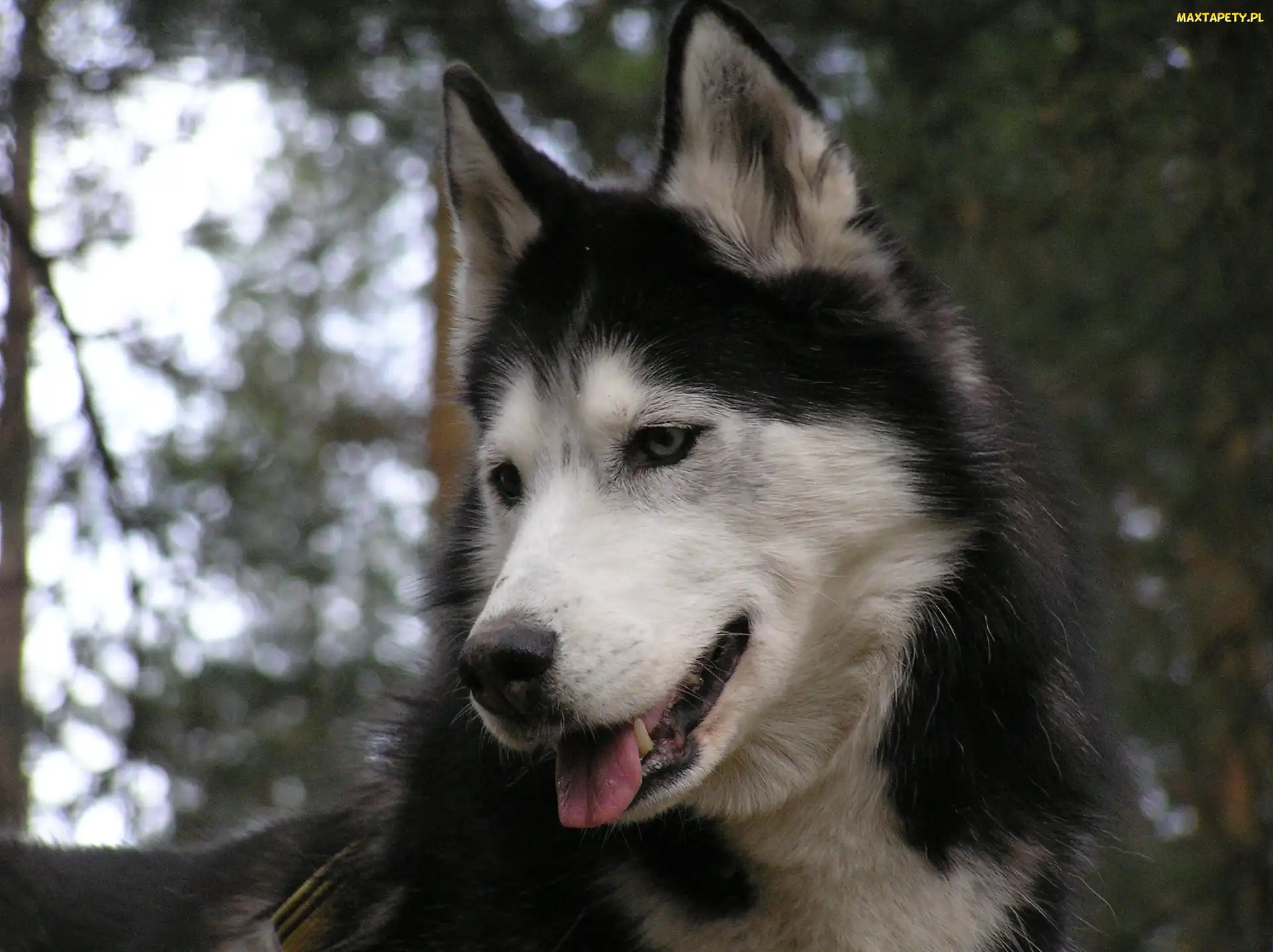 postawione, Siberian Husky, uszy