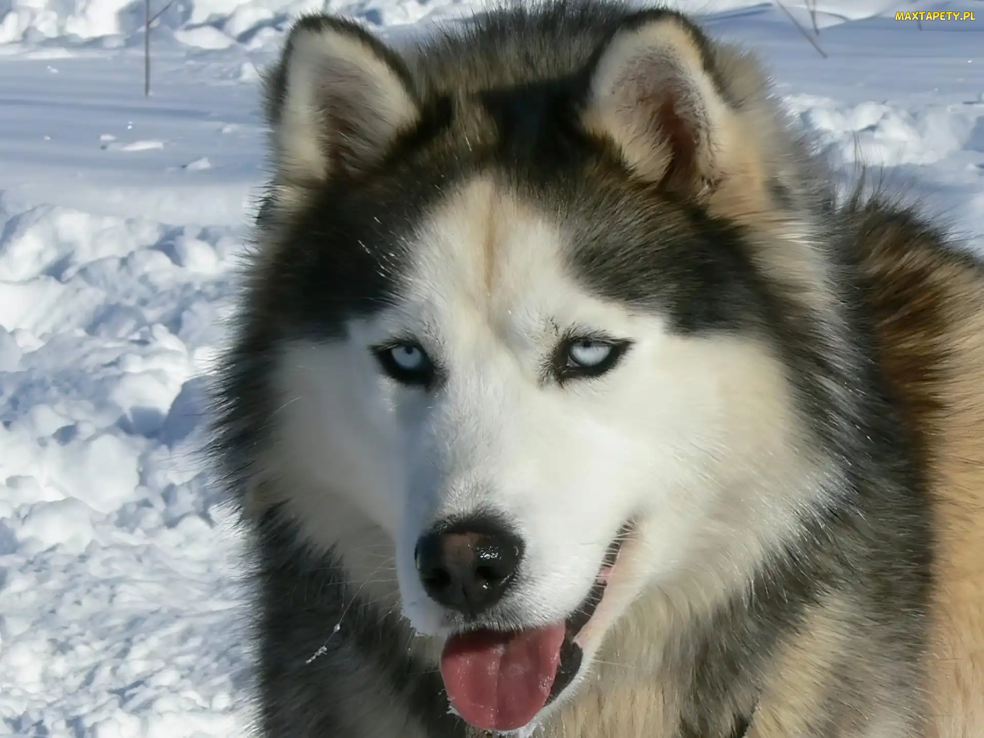 język, śnieg, Siberian Husky