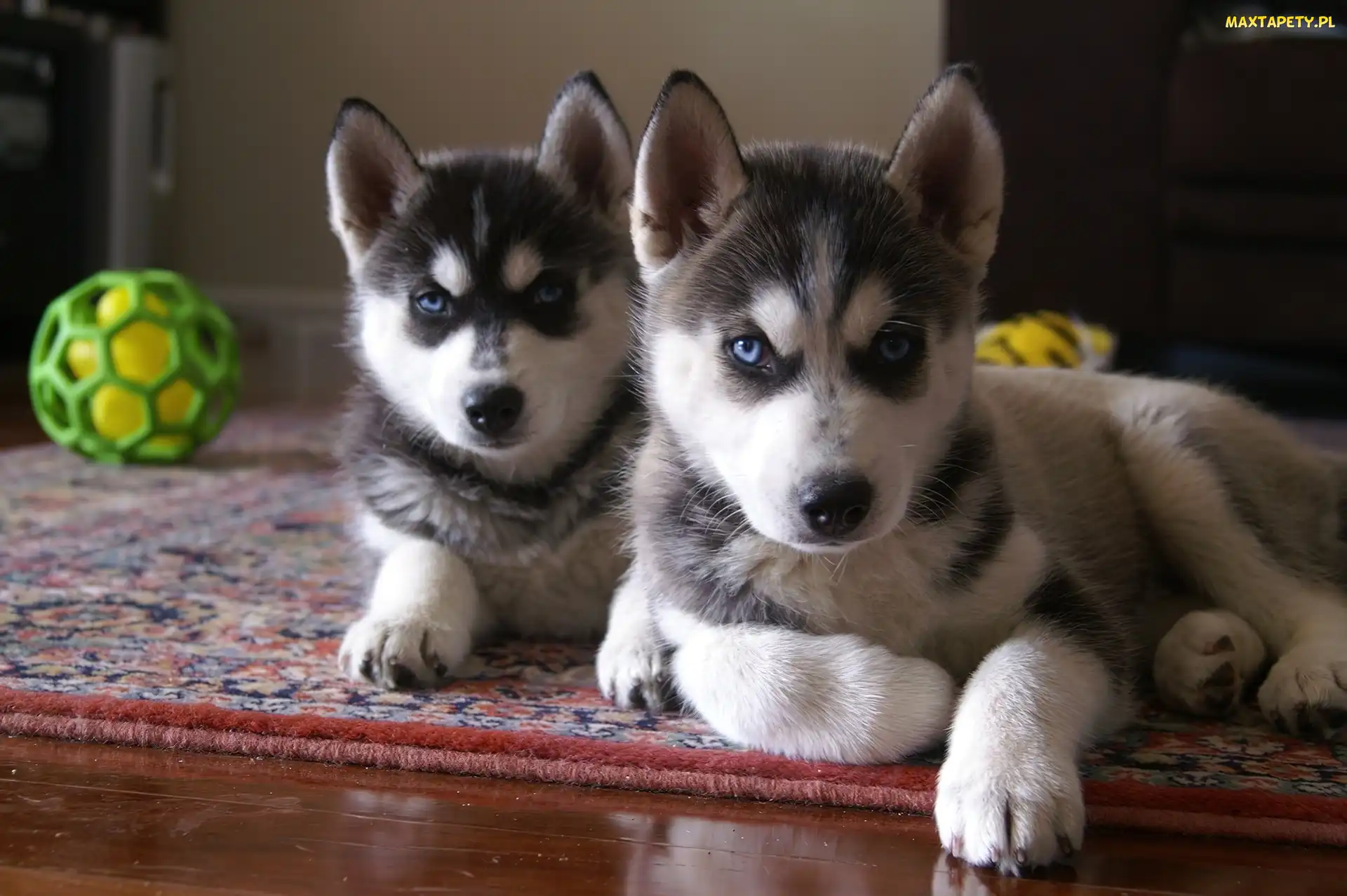 zielona, piłka, Siberian Husky