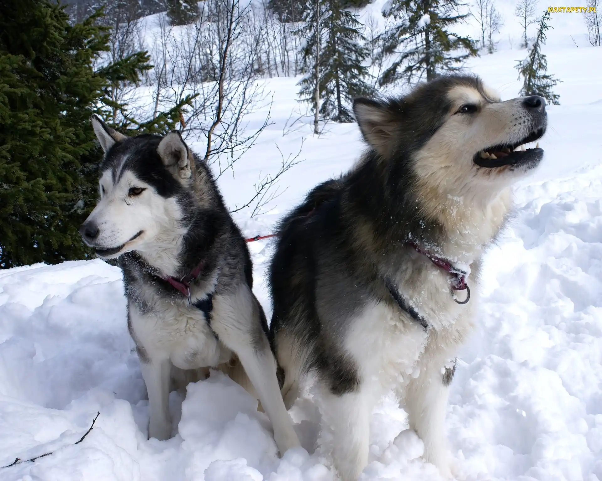 choinki, zima, Siberian Husky