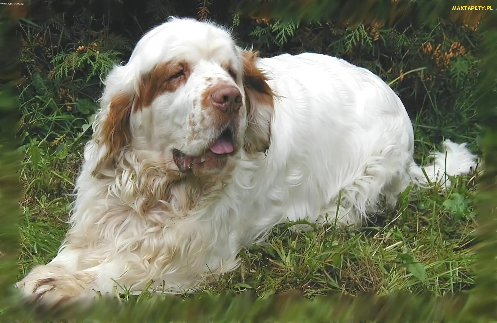 Clumber spaniel, trawa, dorosły