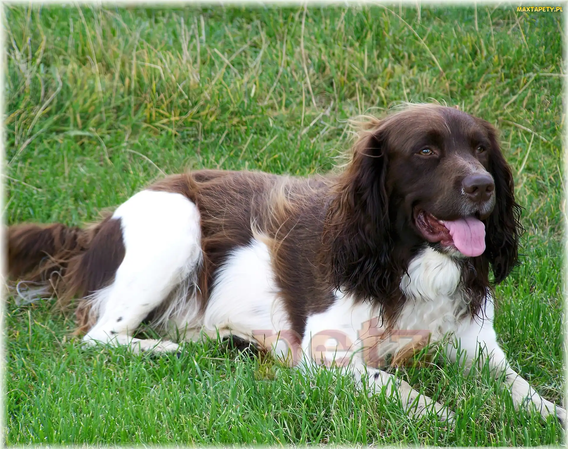 biało-brązowe, umaszczenie, Springer spaniel angielski