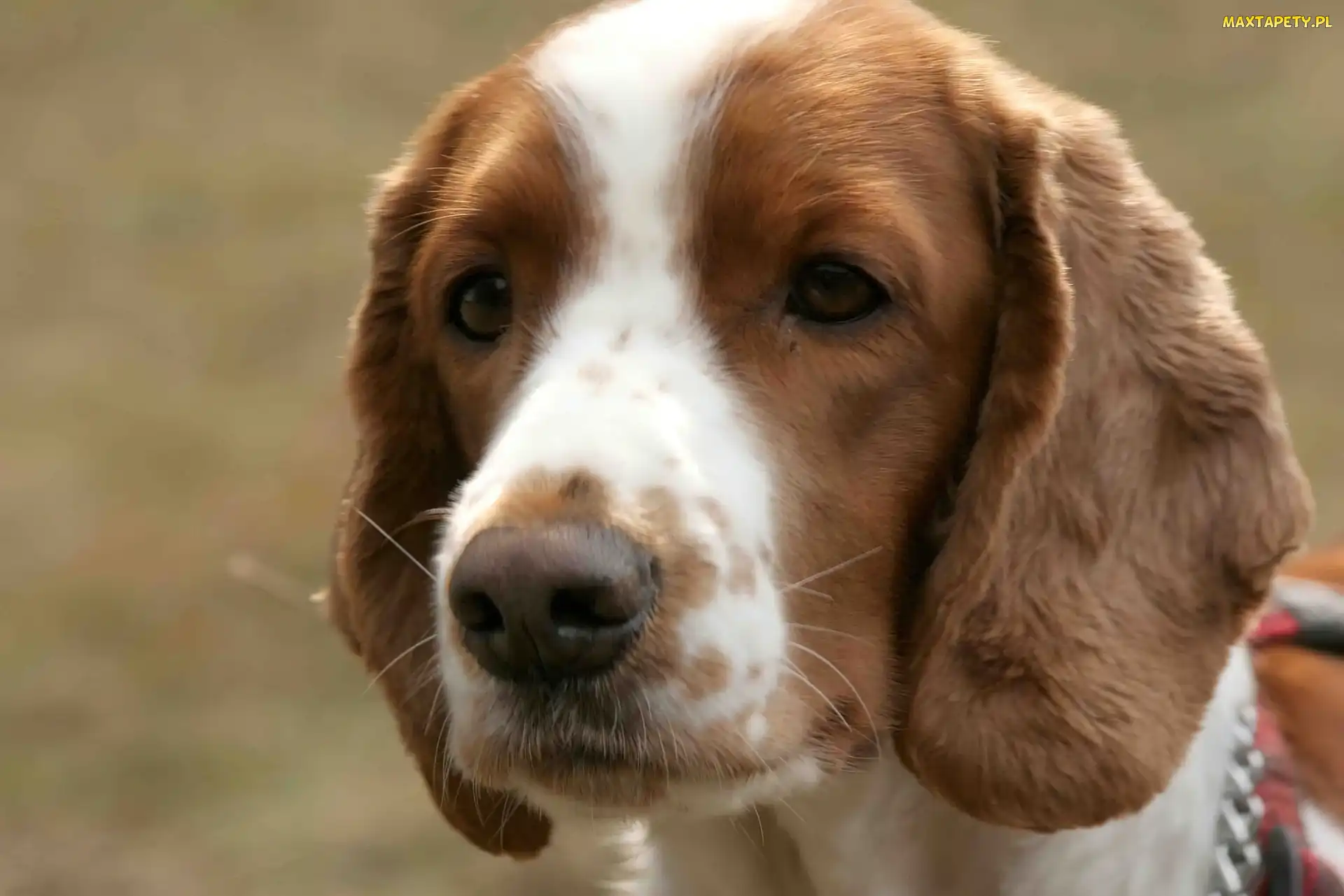 głowa, Springer spaniel walijski