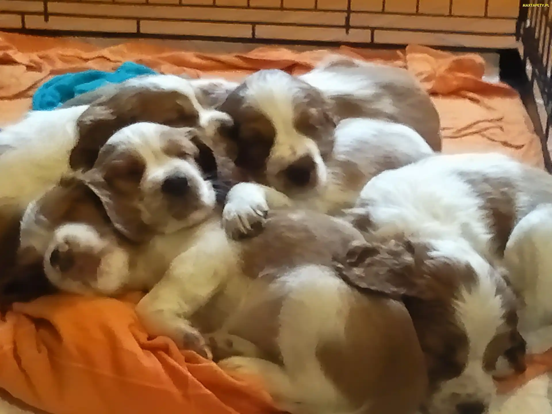 szczeniaki, Springer spaniel walijski, słodkie