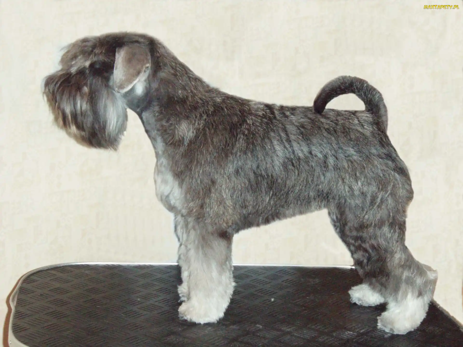 czarno-srebrne, umaszczenie, Sznaucer miniaturowy