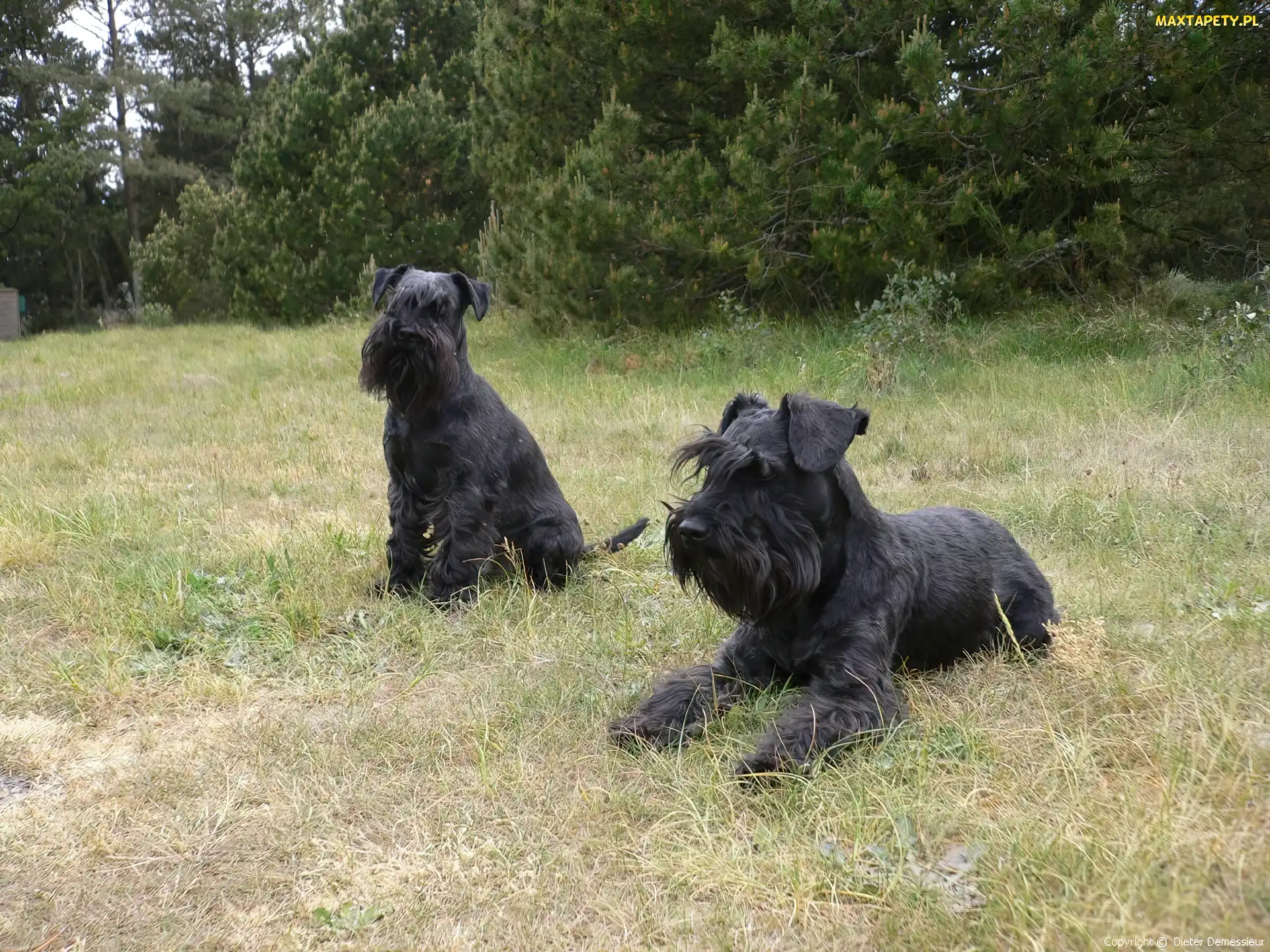 dwa, Sznaucery miniaturowe