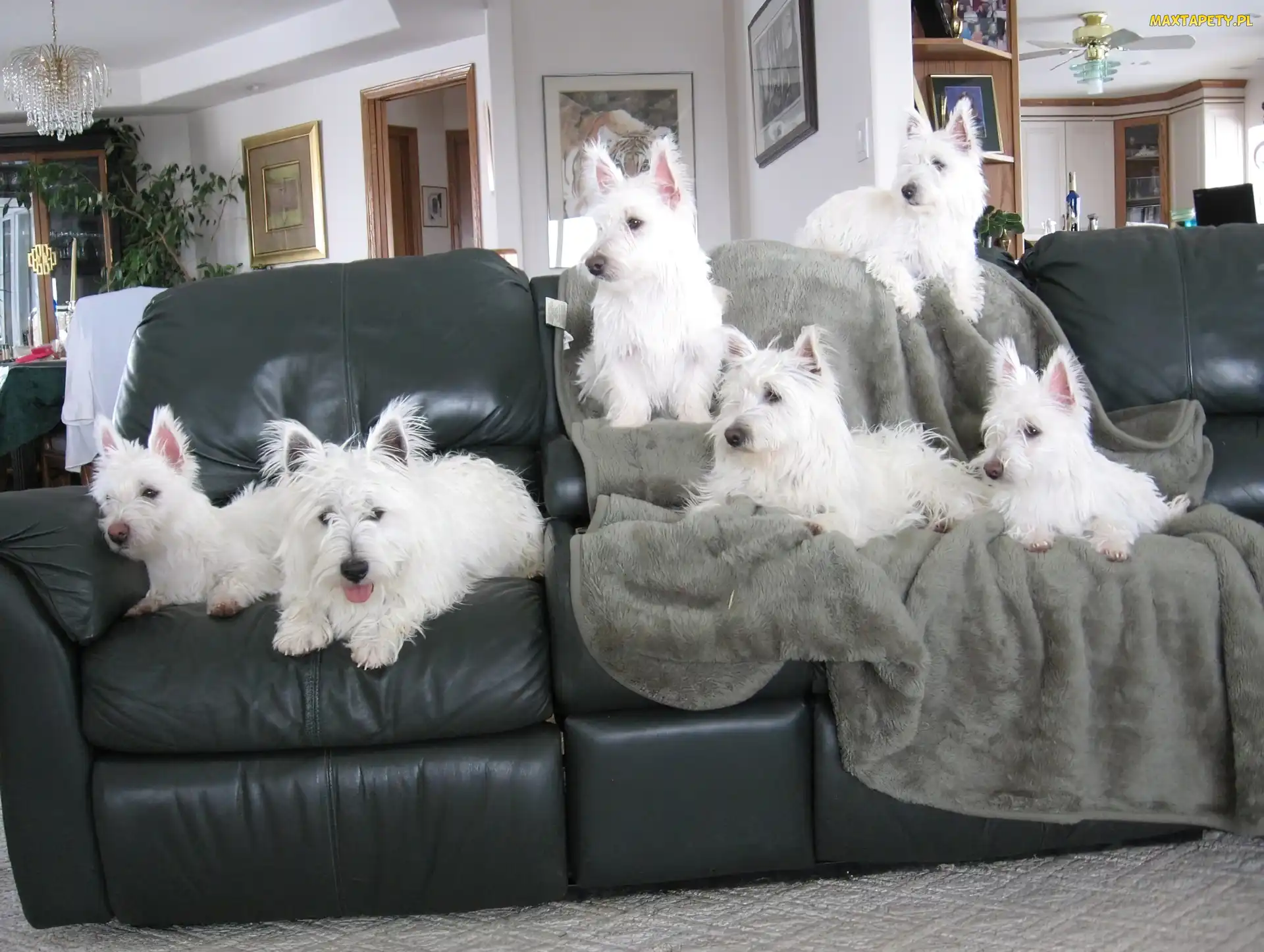 sześć, kanapa, czarna, West Highland White Terrier