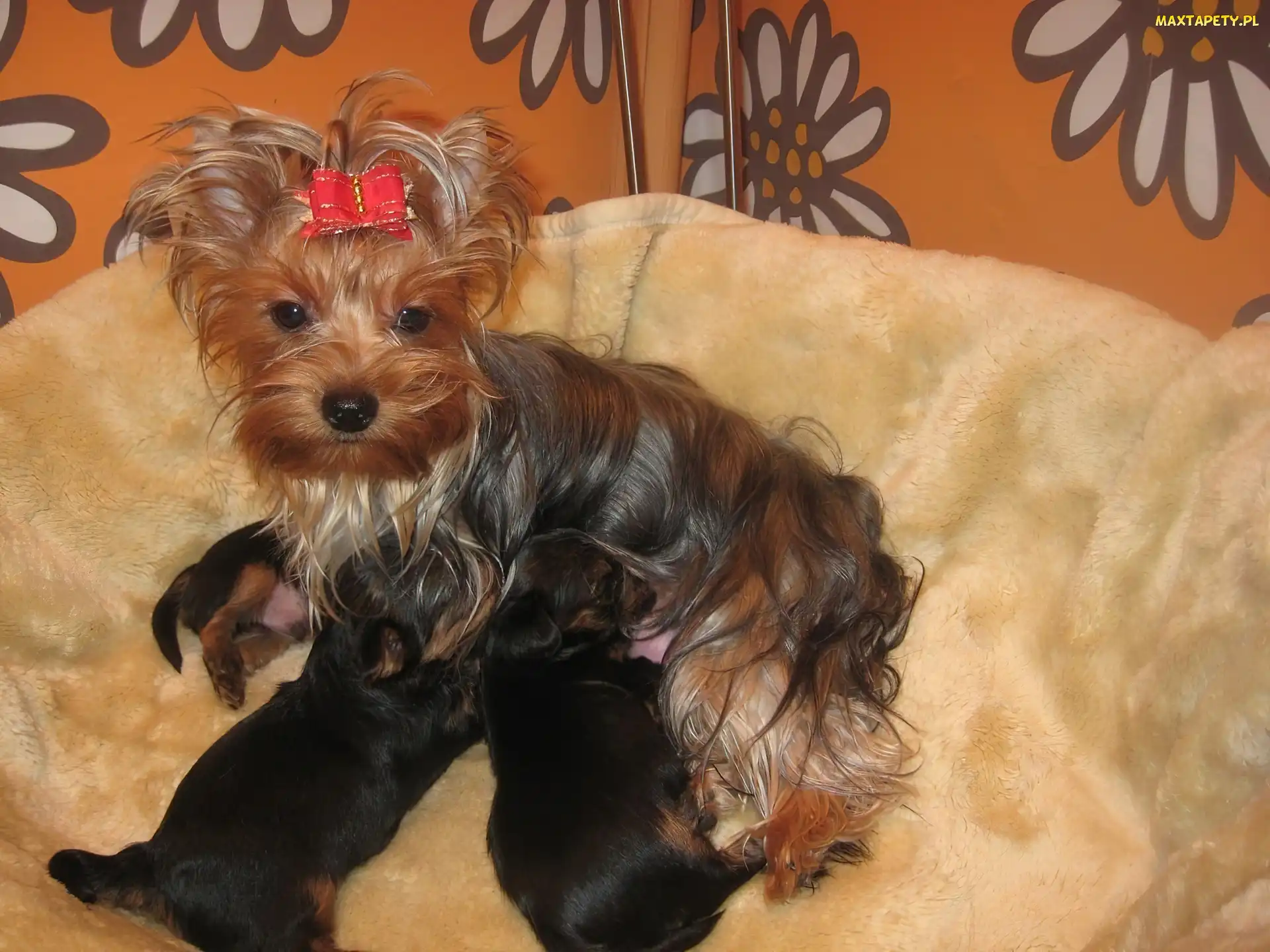 suka, Yorkshire Terrier, szczeniaki, trzy, karmiąca