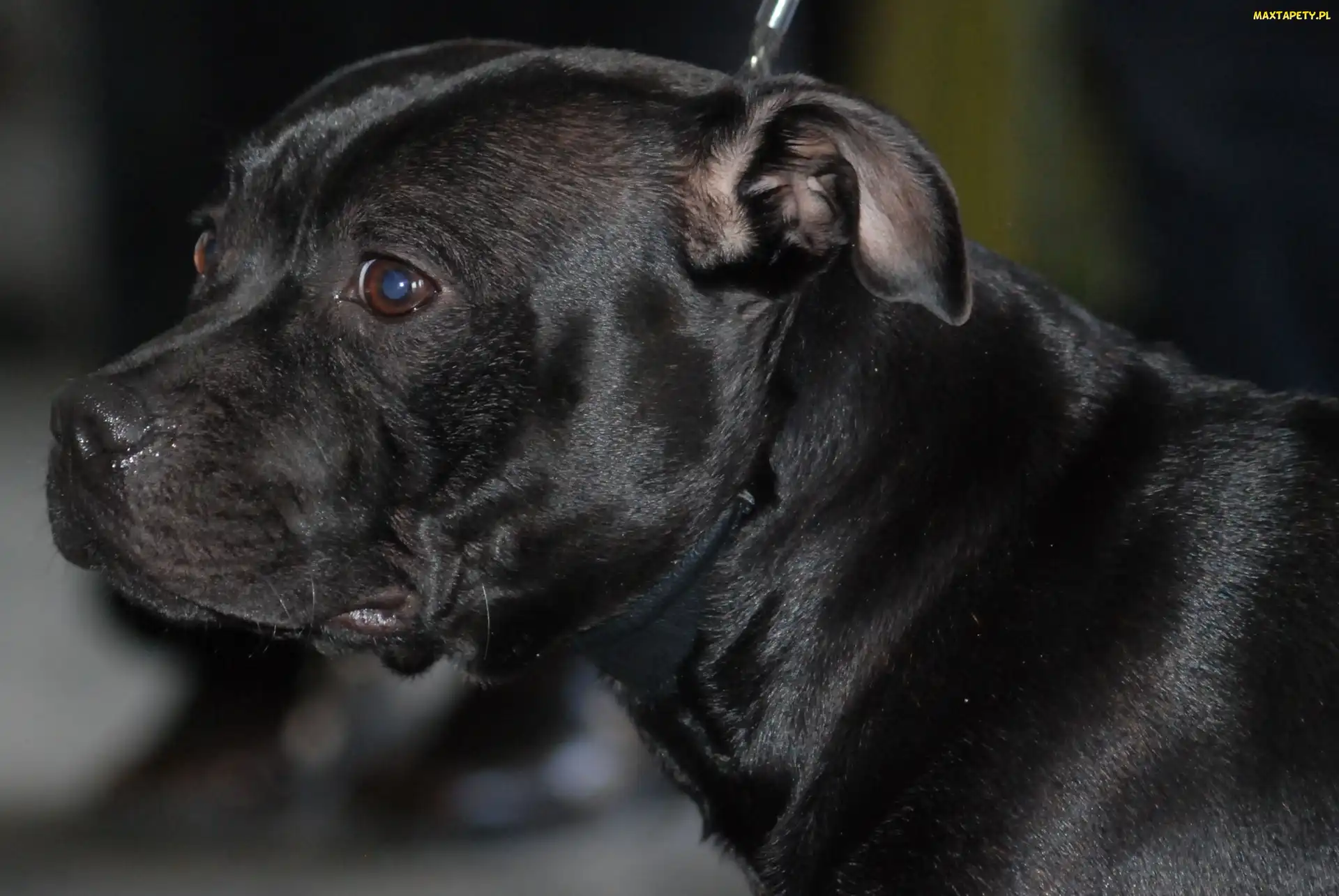 morda, Staffordshire Bull Terrier