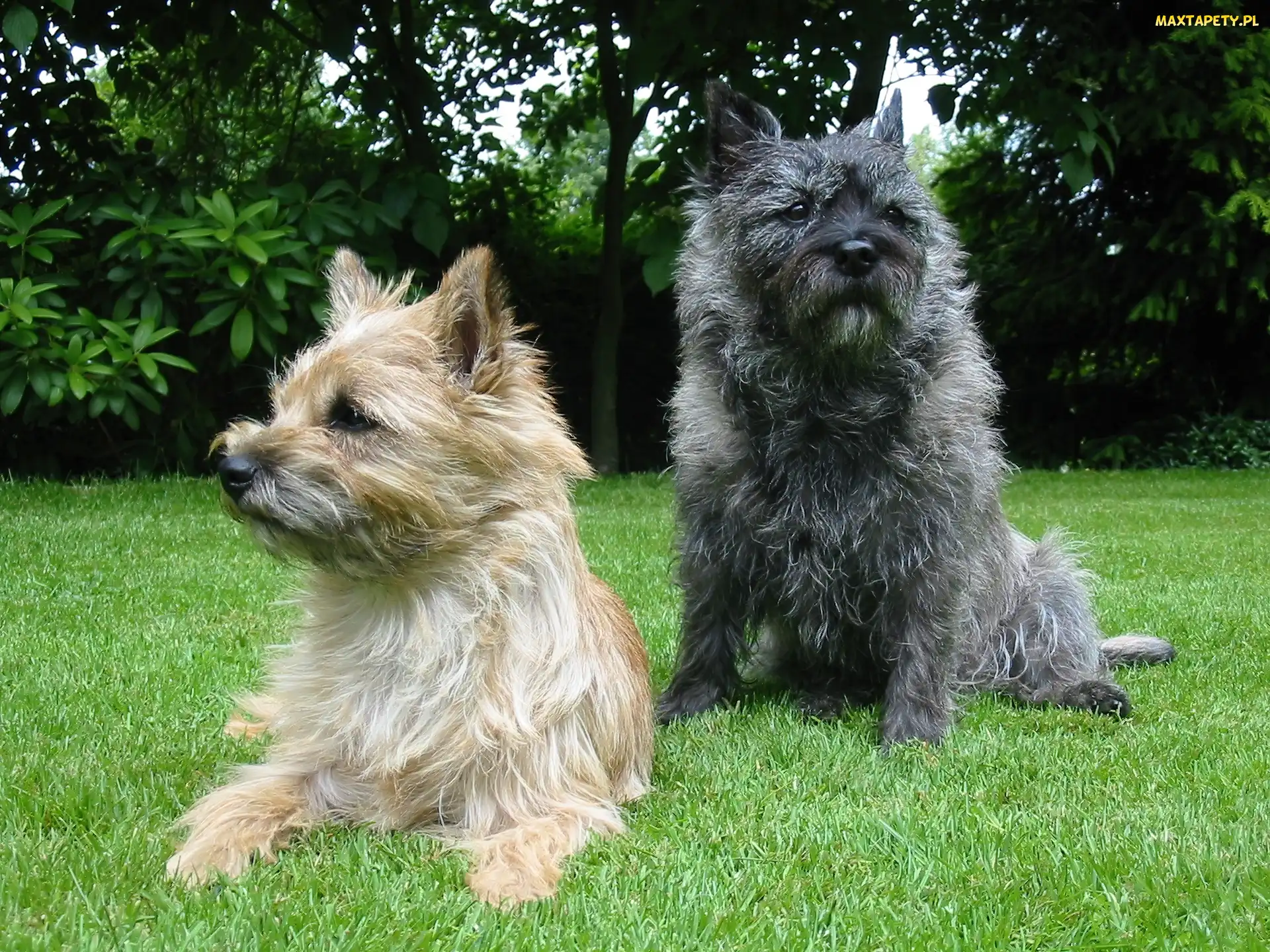 zielona, trawa, Cairn Terrier