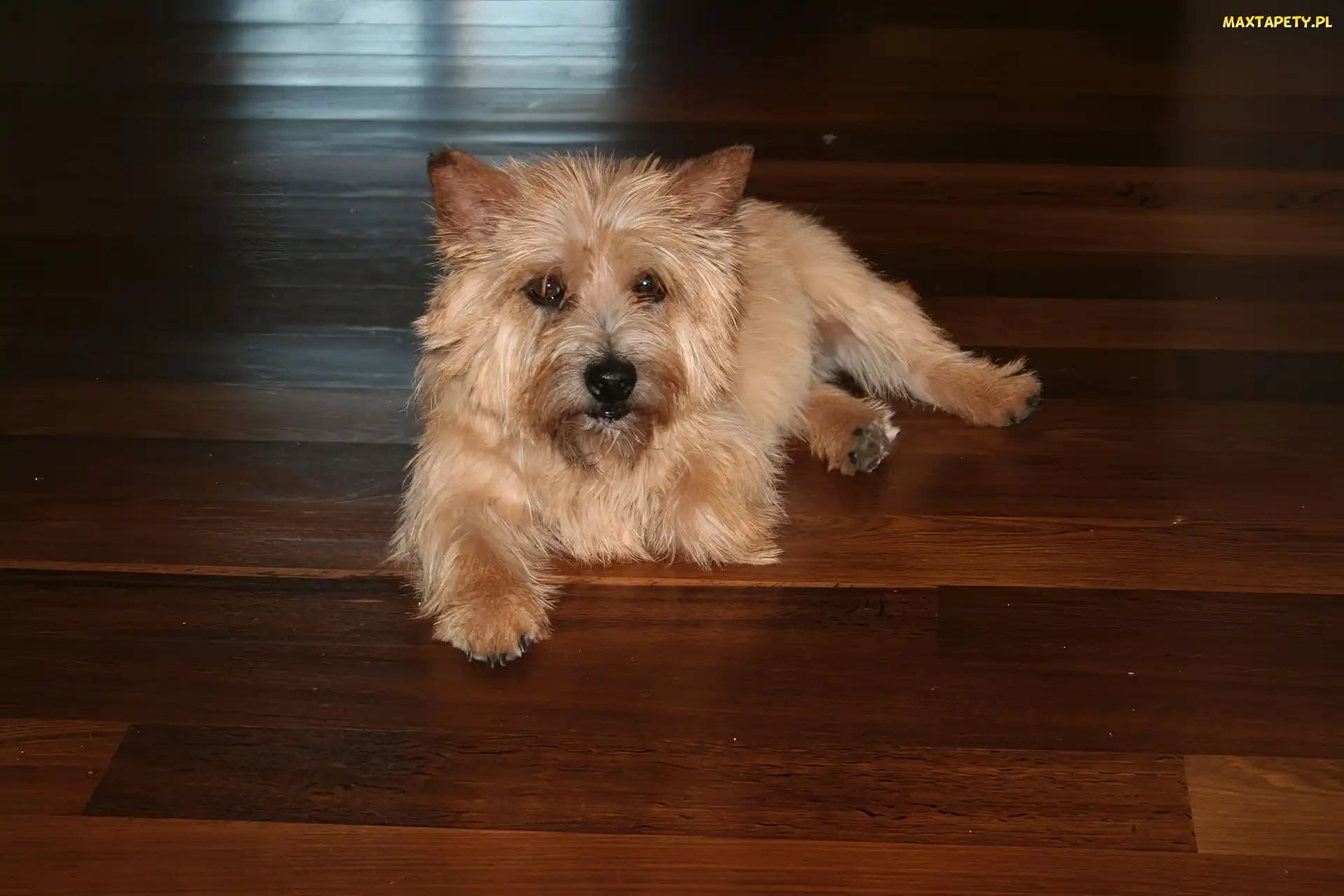 Norwich terrier
