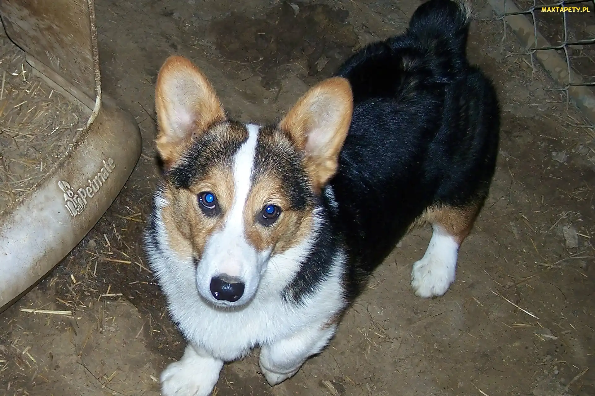 umaszczenie, podpalane, Welsh corgi pembroke, czarne