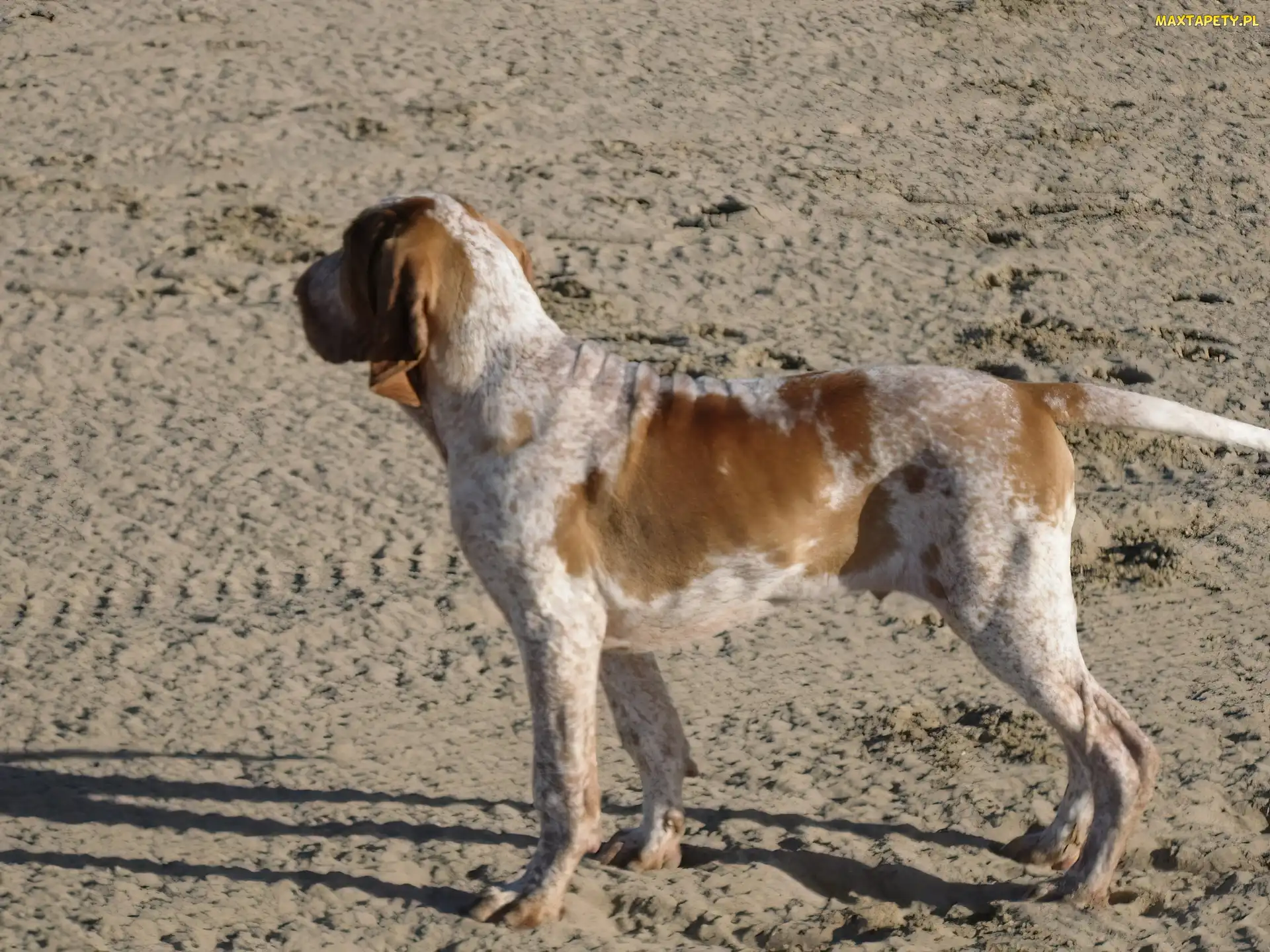 Bracco italiano, piasek, Wyżeł włoski krótkowłosy