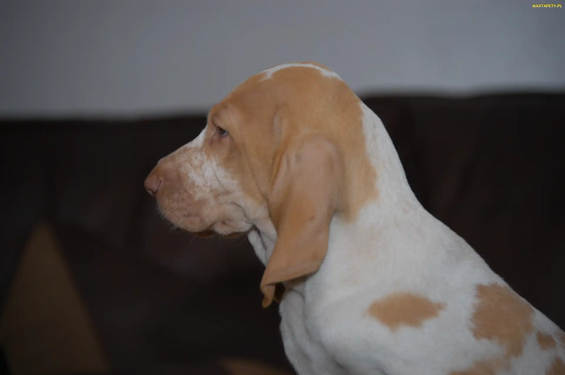 Wyżła włoskiego krótkowłosego, Bracco italiano, głowa