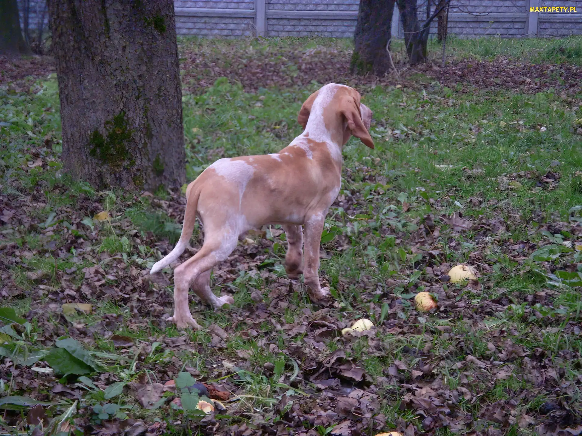 liście, trawa, Wyżeł włoski krótkowłosy, Bracco italiano