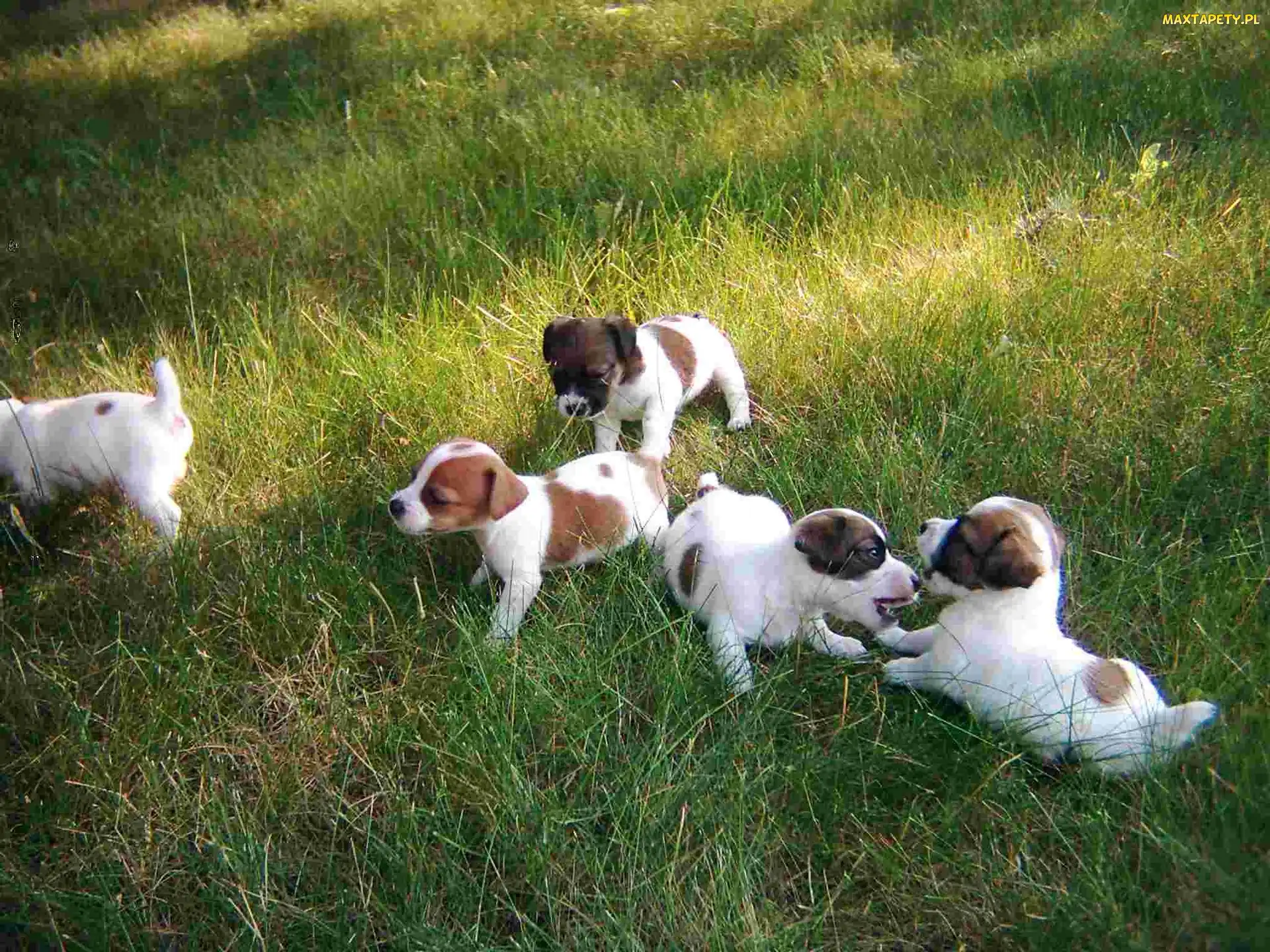 zielona, trawa, Jack Russell Terrier