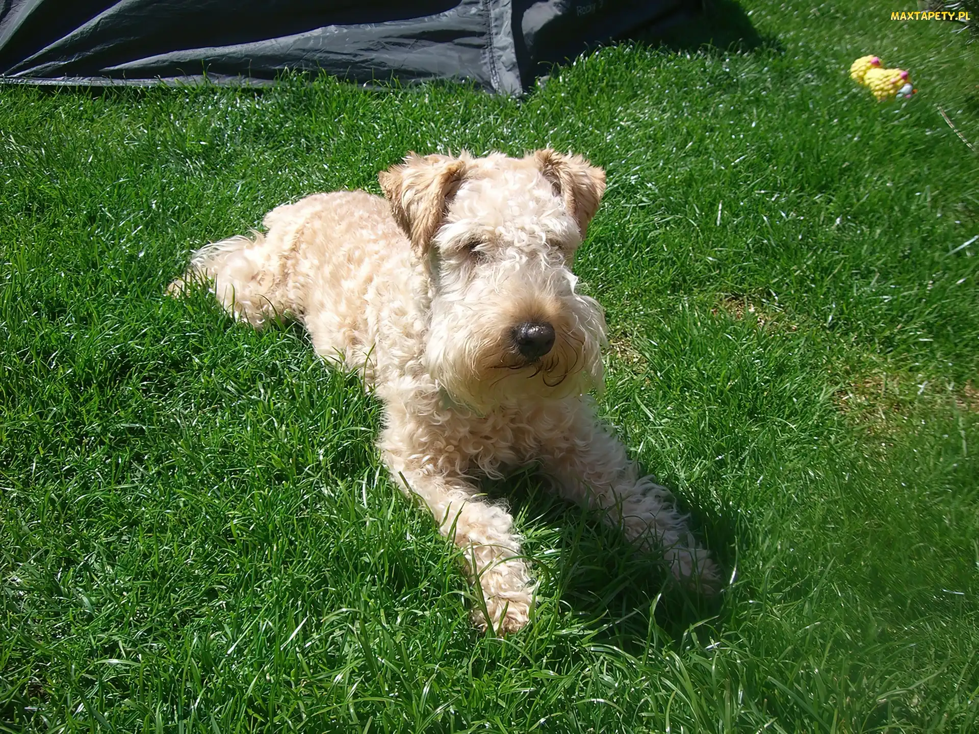 pszeniczne, umaszczenie, Lakeland Terrier