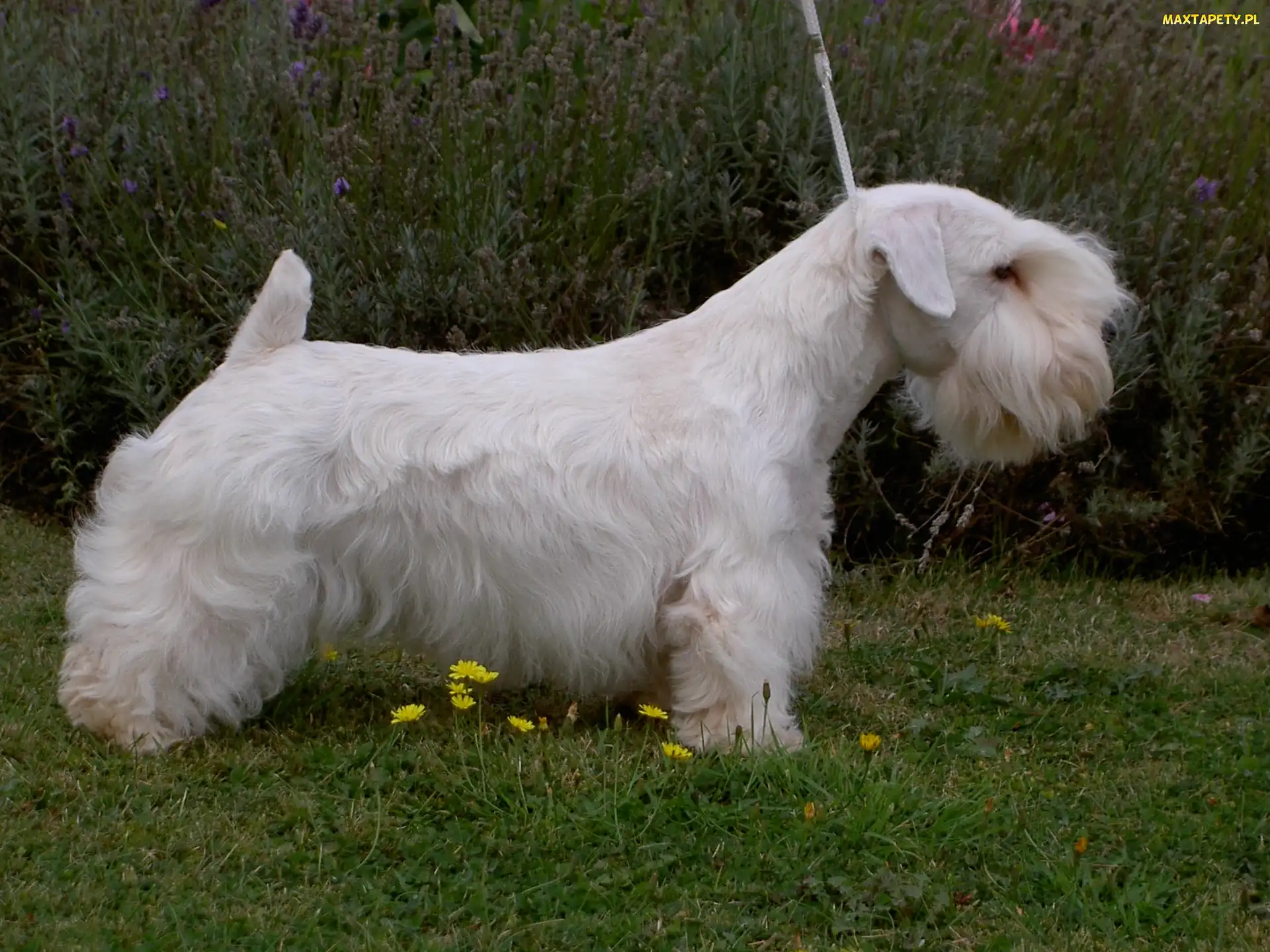 biały, Sealyham Terrier