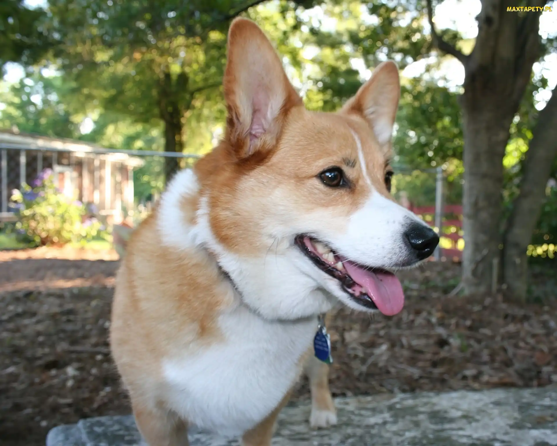 pysk, Welsh corgi pembroke