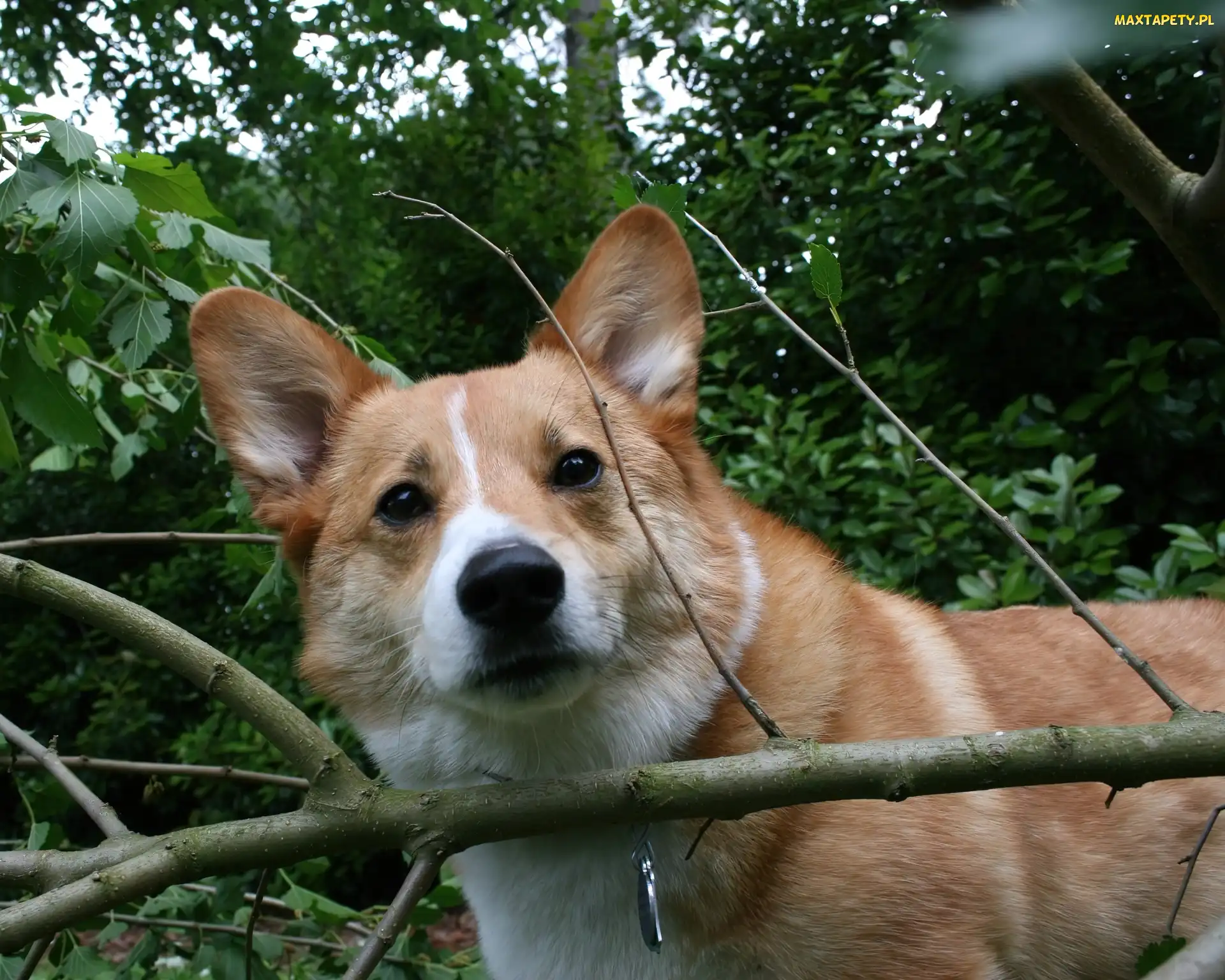 Welsh corgi pembroke, las