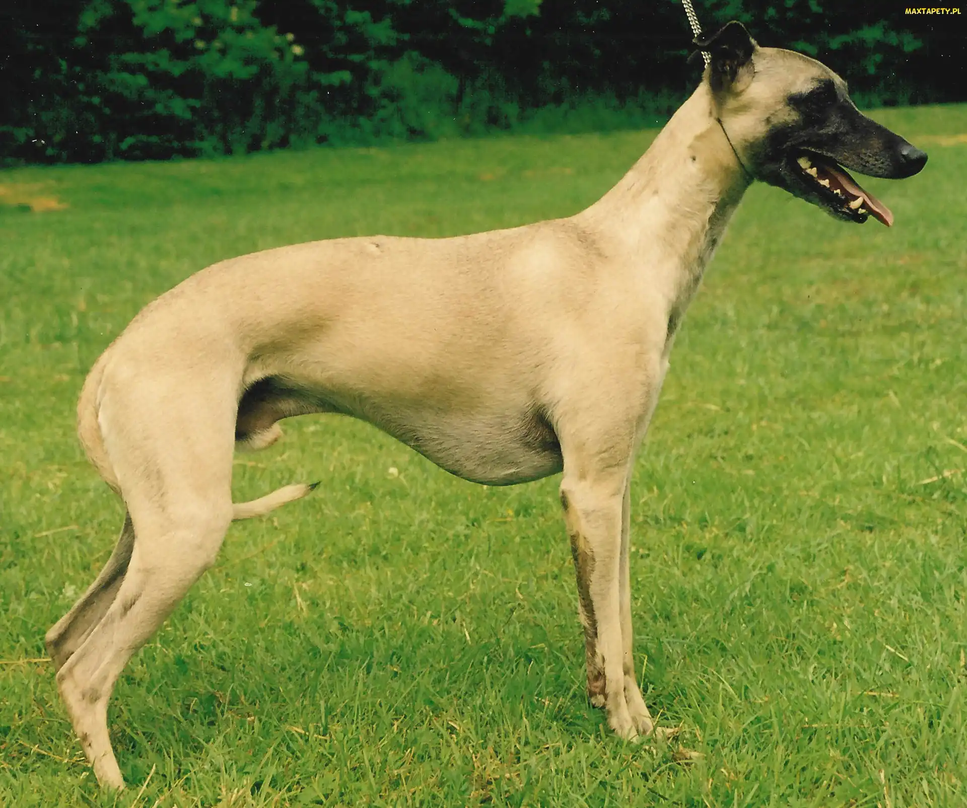 zielona, trawa, Whippet