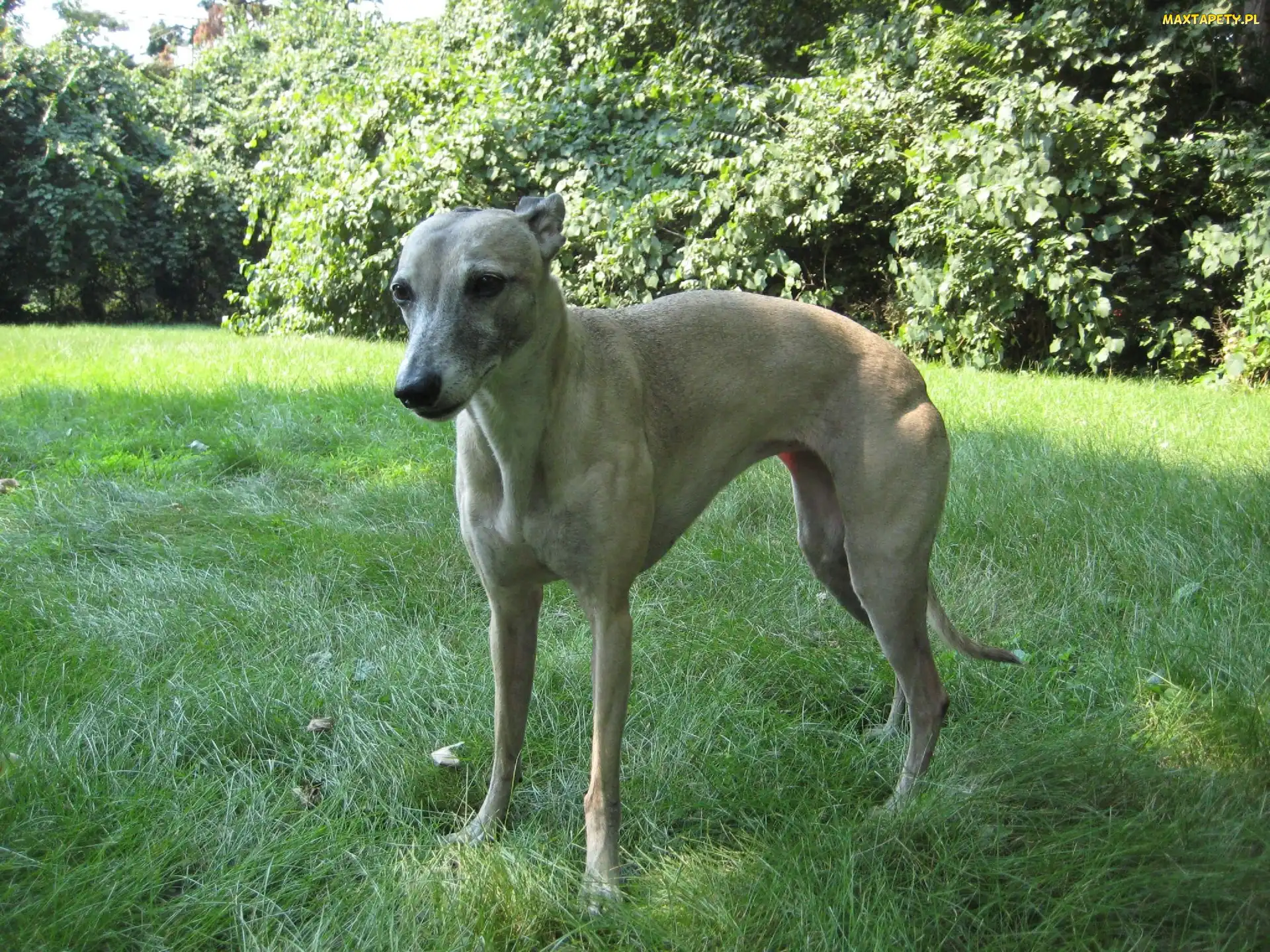 zielone, liście, Whippet