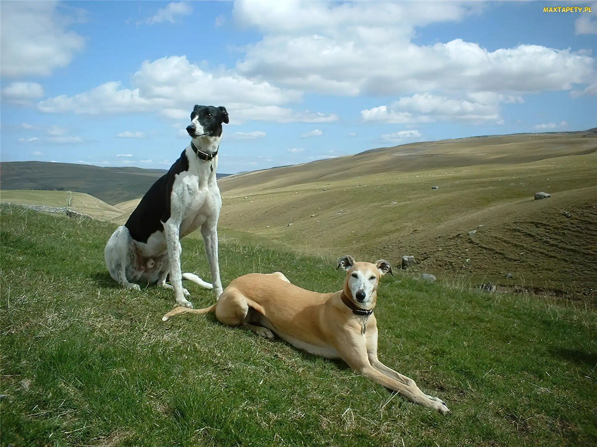 dwa, łąka, Greyhoundy