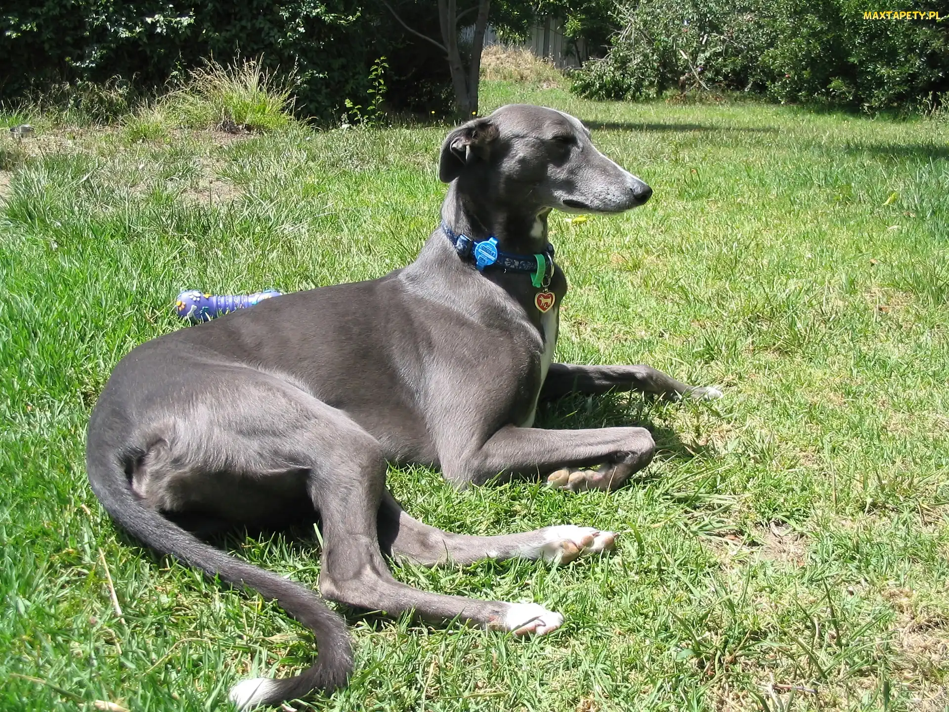 szare, umaszczenie, Greyhound