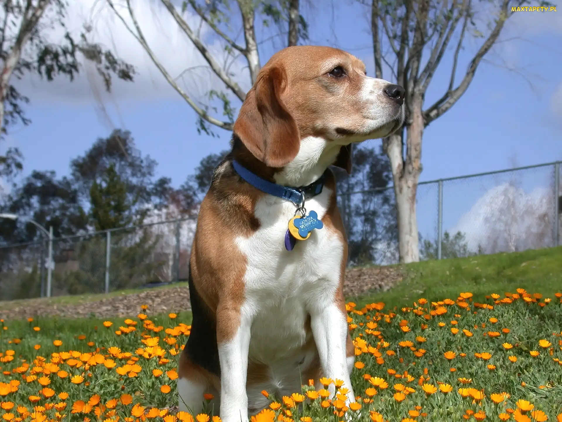 Beagle Harrier, kwiatki, żółte