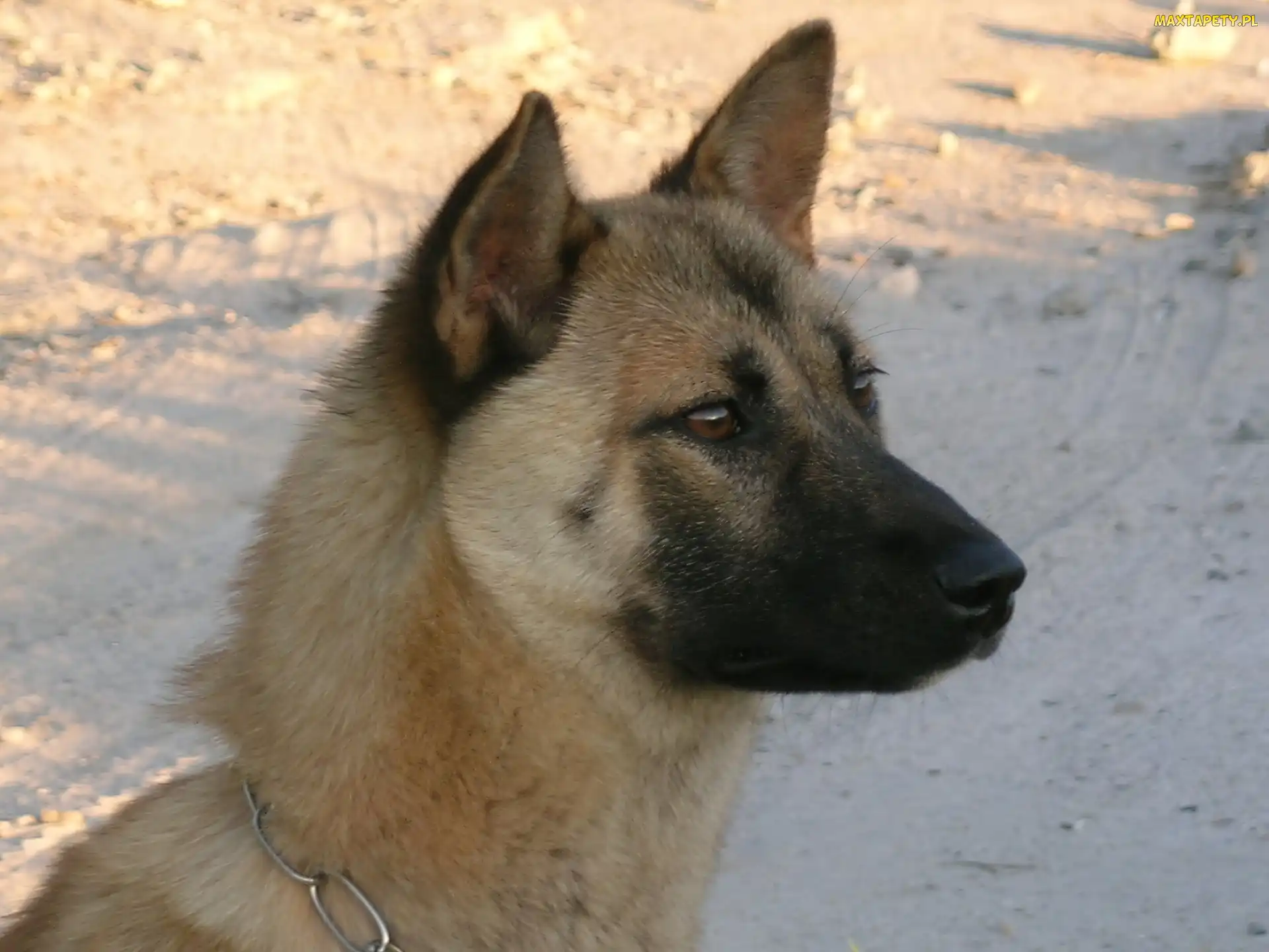 Jindo, głowa