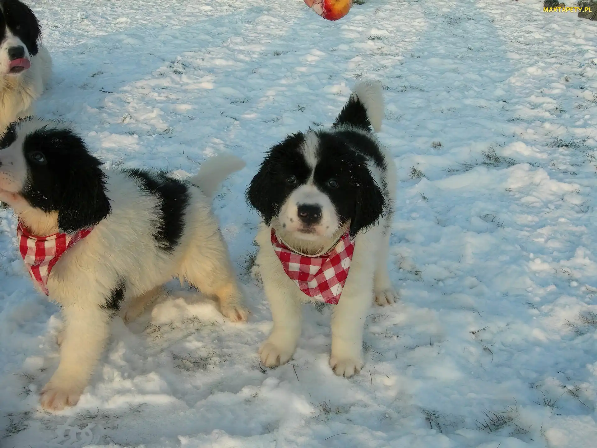 chustki, kratka, Landseer