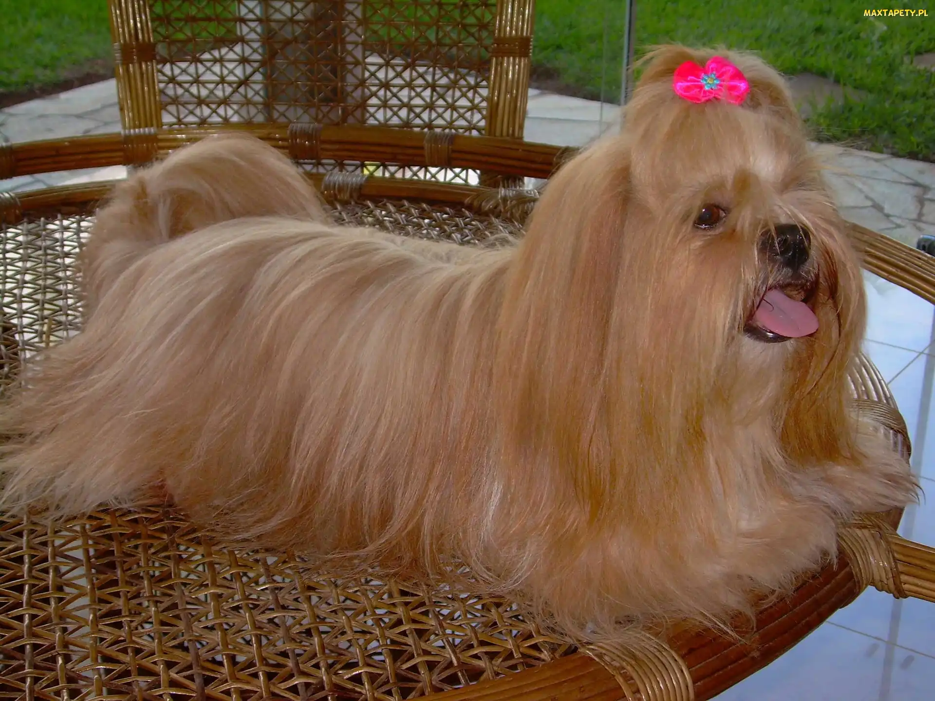 Lhasa Apso, kokardka