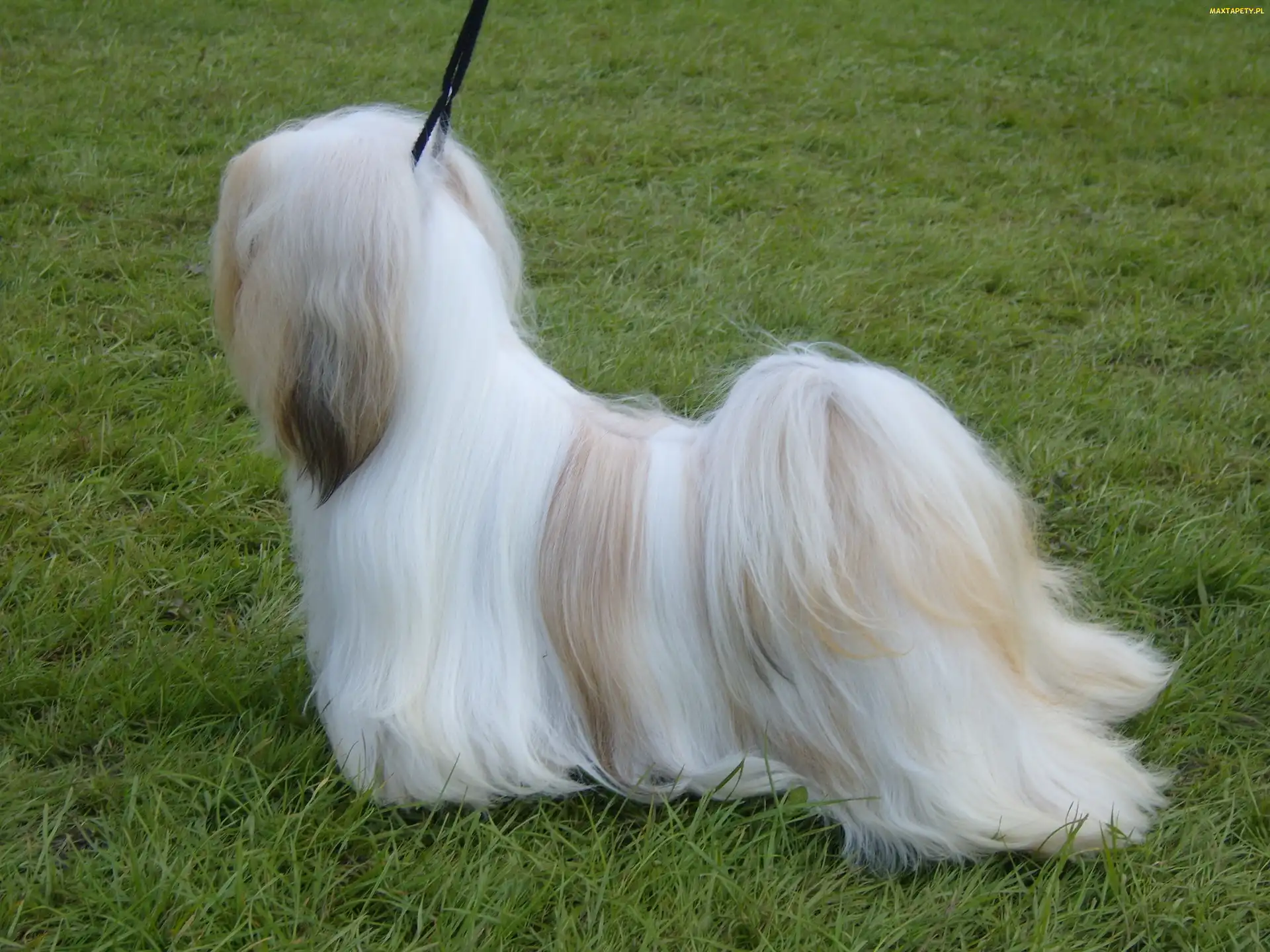 Lhasa Apso, wyczesany
