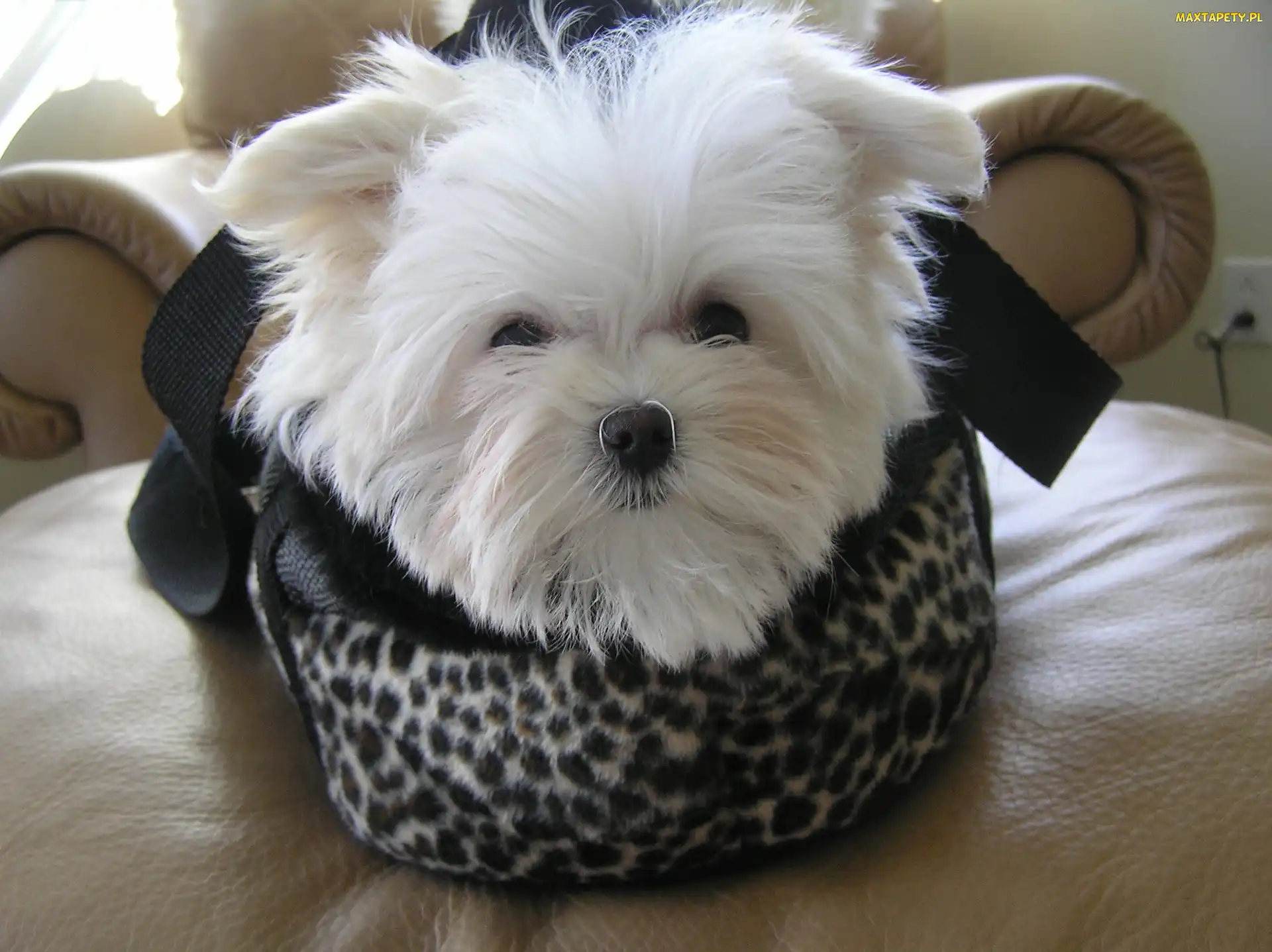 Maltańczyk, Maltese, biały