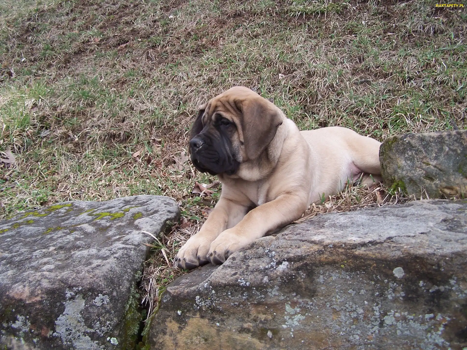 Mastiff, kamienie, Mastif angielski