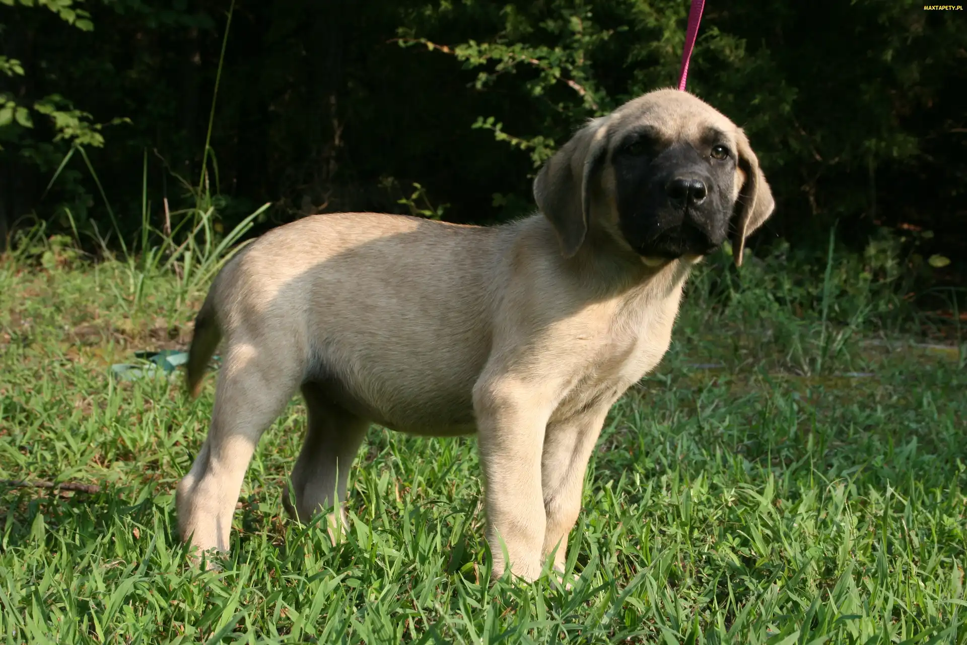 Mastif angielski, Mastiff, młody