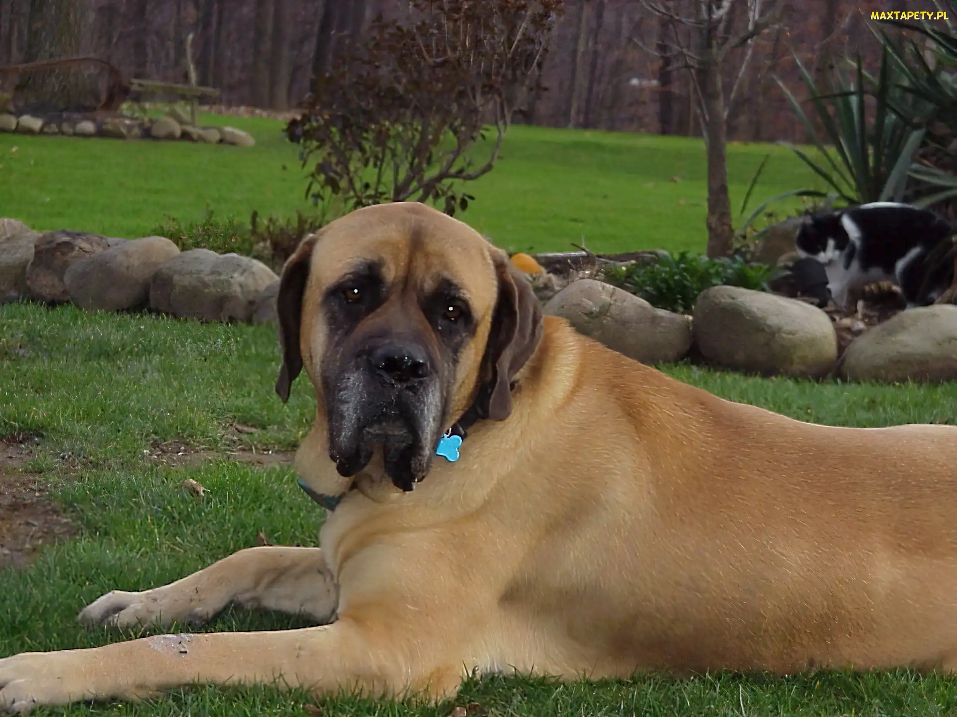 kot, ogród, Mastif angielski, Mastiff