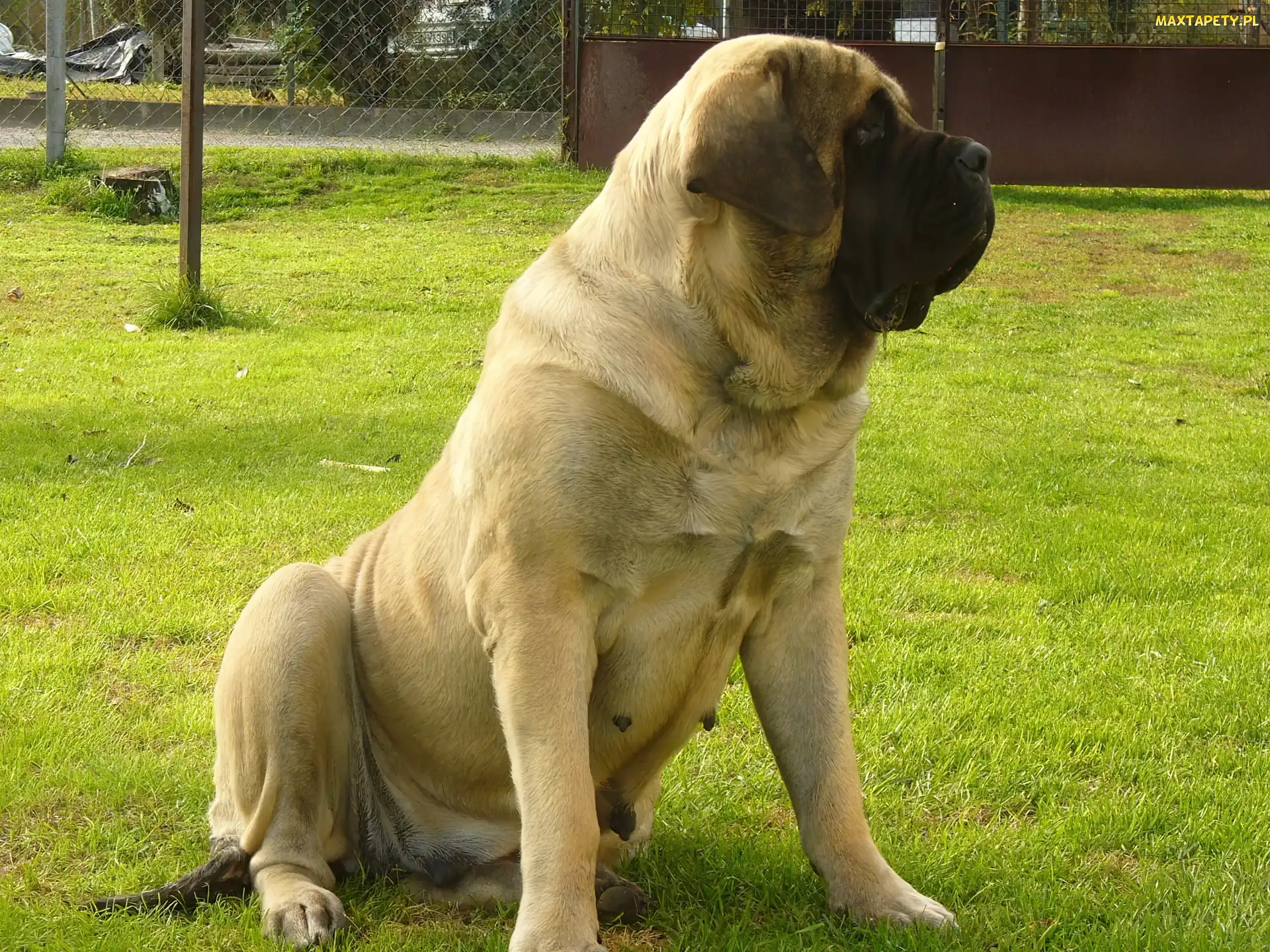 suka, Mastiff, Mastif angielski