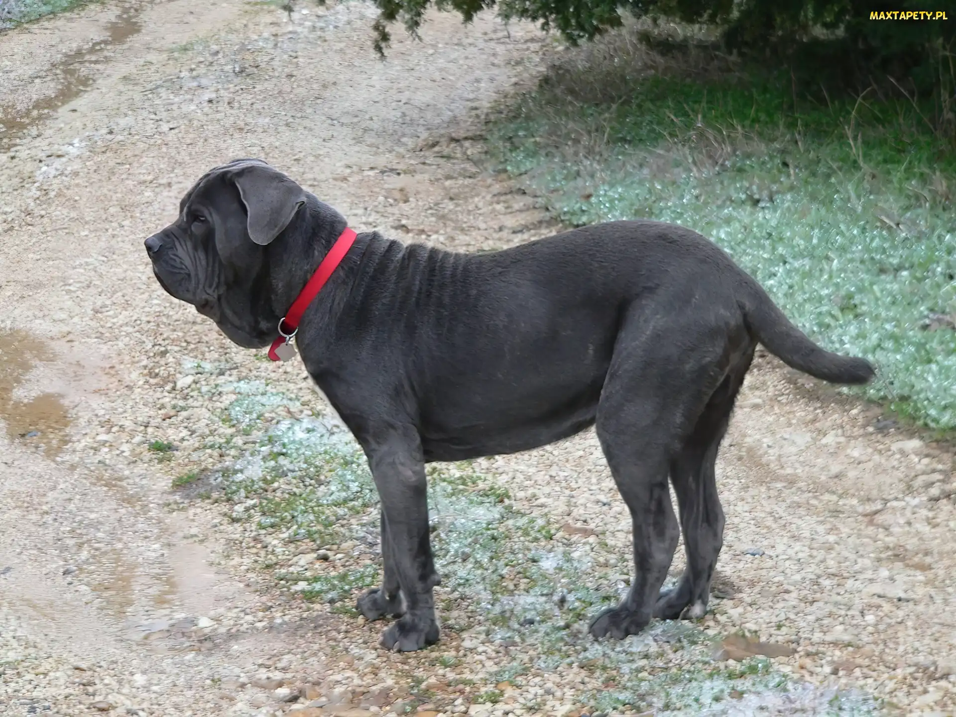 czerwona, obroża, Mastif neapolitański