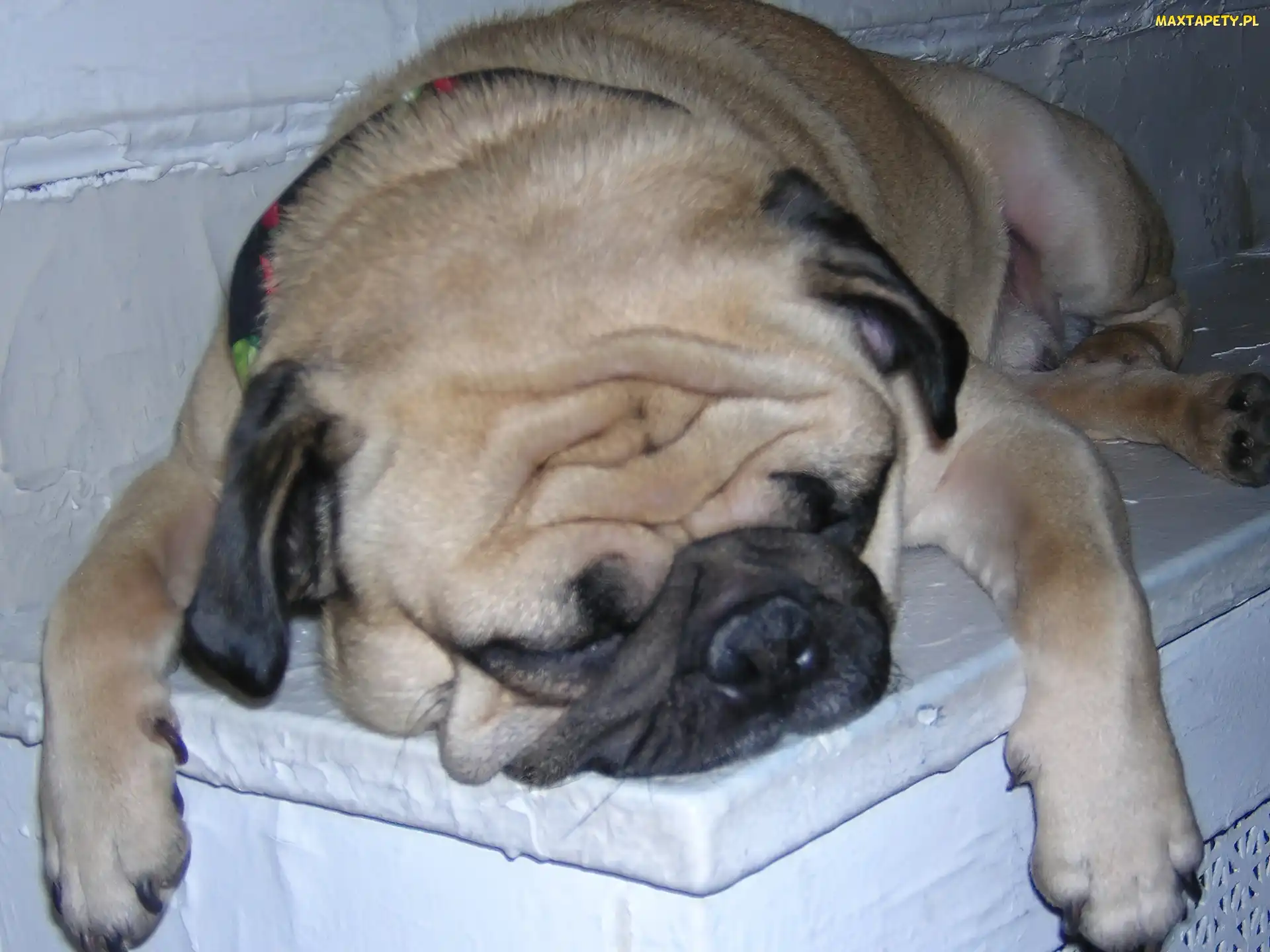 śpiący, Mops