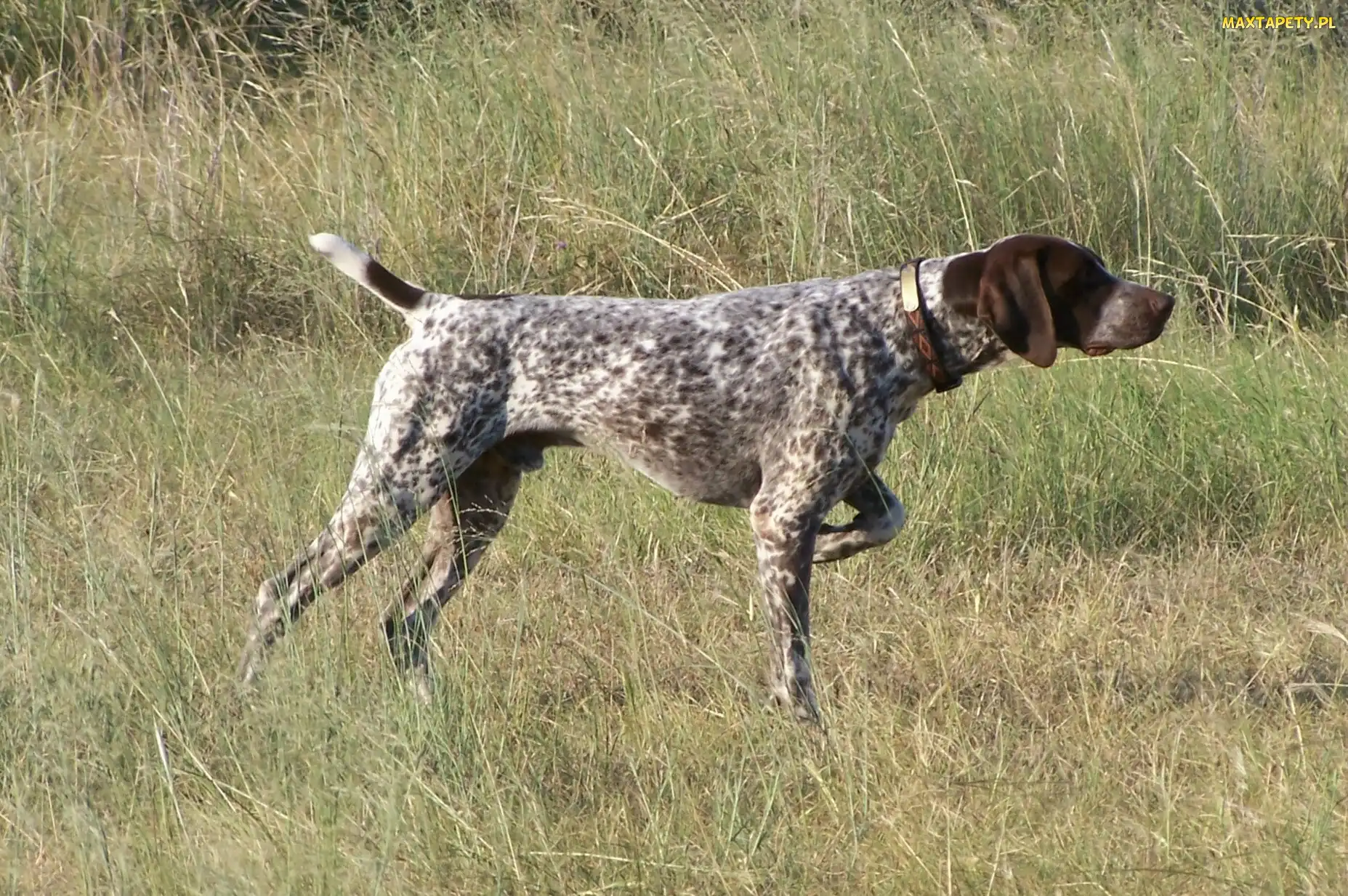 Wyżeł