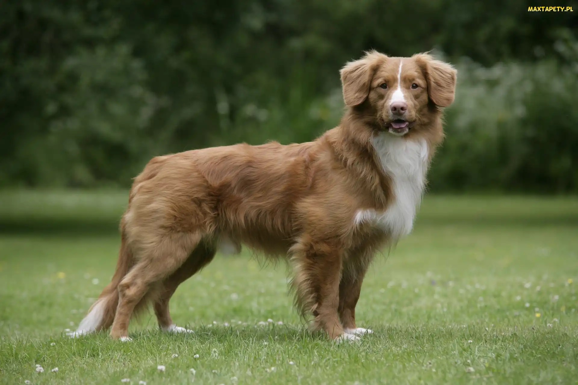 Piękny, Retriever z Nowej Szkocji