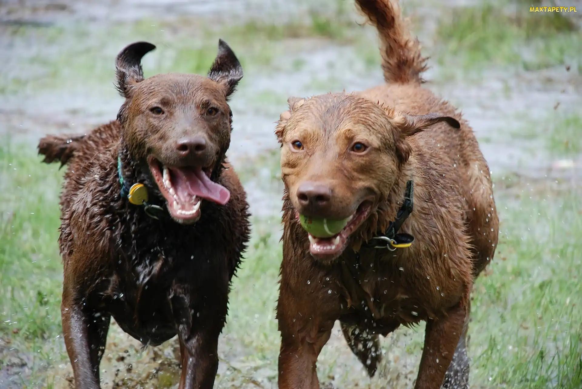 mokre, Chesapeake Bay retrievery, Dwa