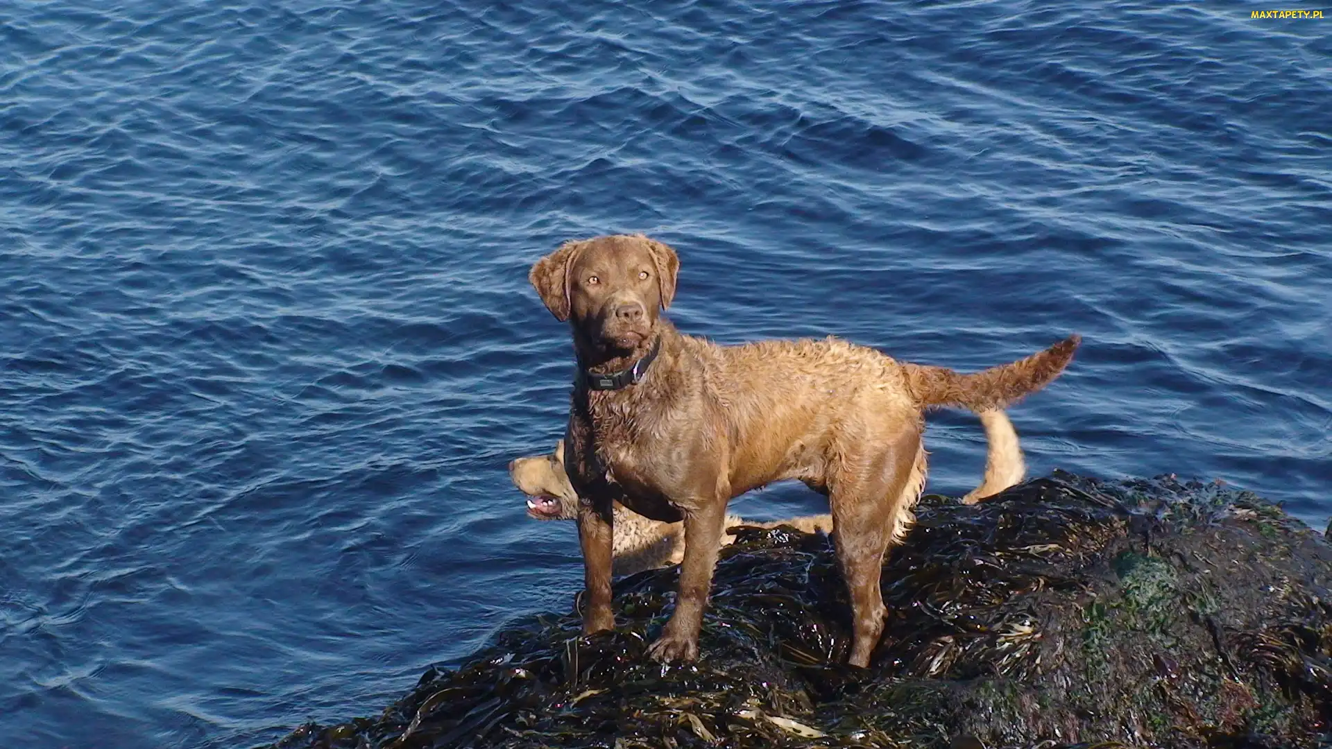 niebieska, woda, Chesapeake Bay retriever