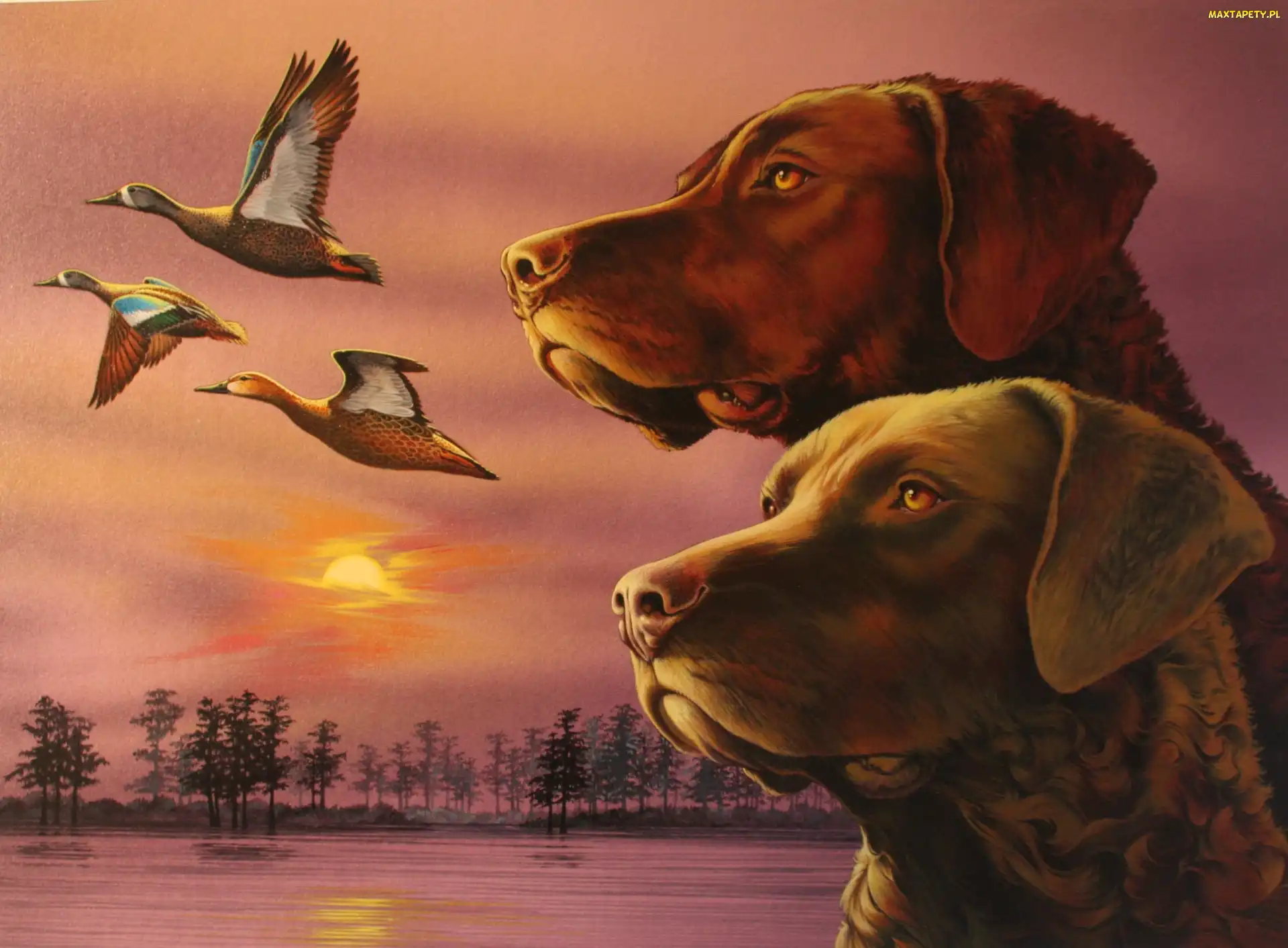 Chesapeake Bay retrievery, kaczki, Dwa