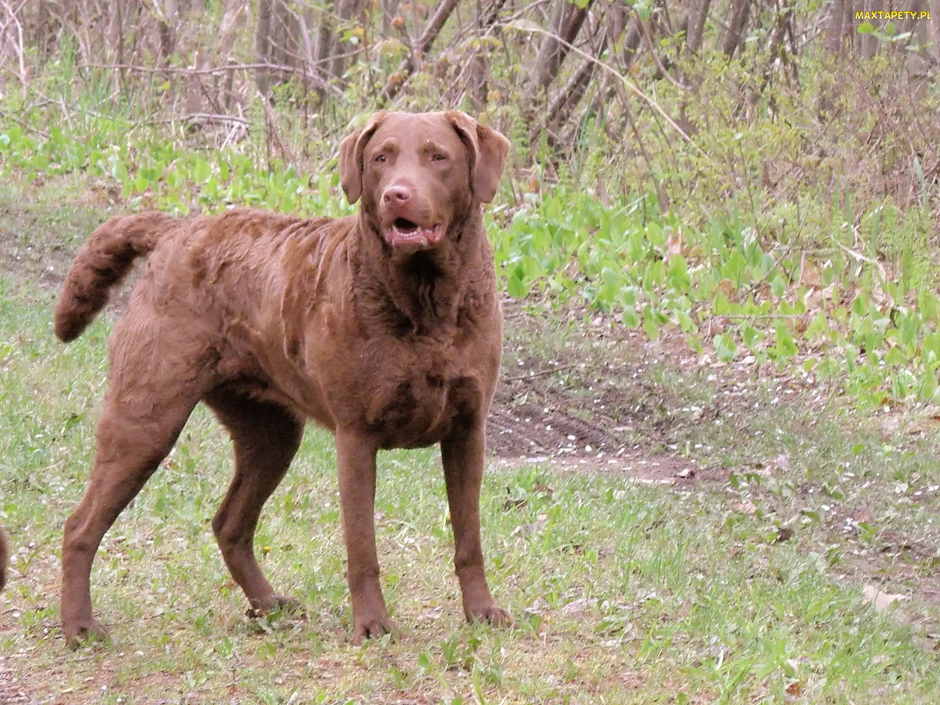 Chesapeake Bay retriever, Brązowy