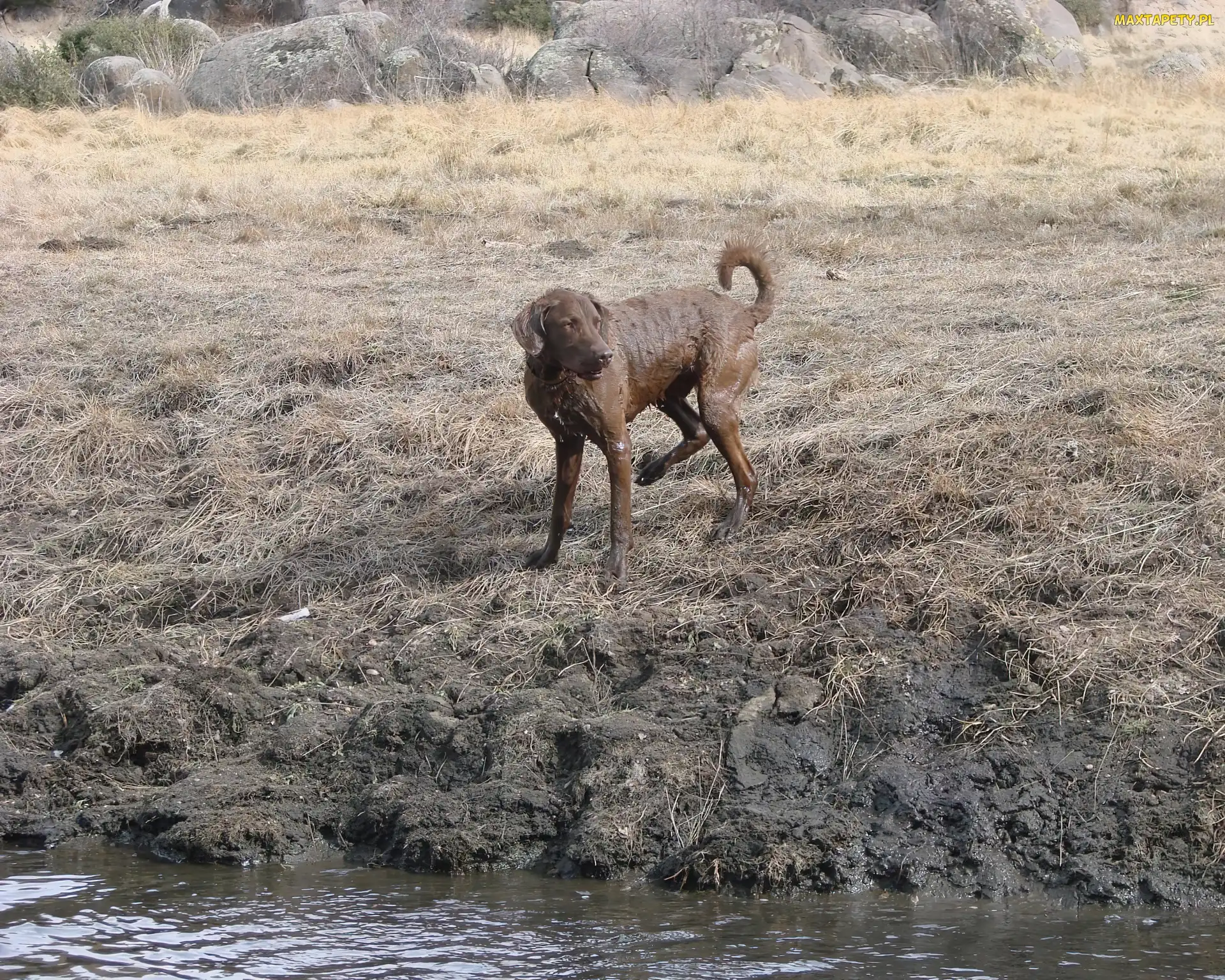 Mokry, Chesapeake Bay retriever