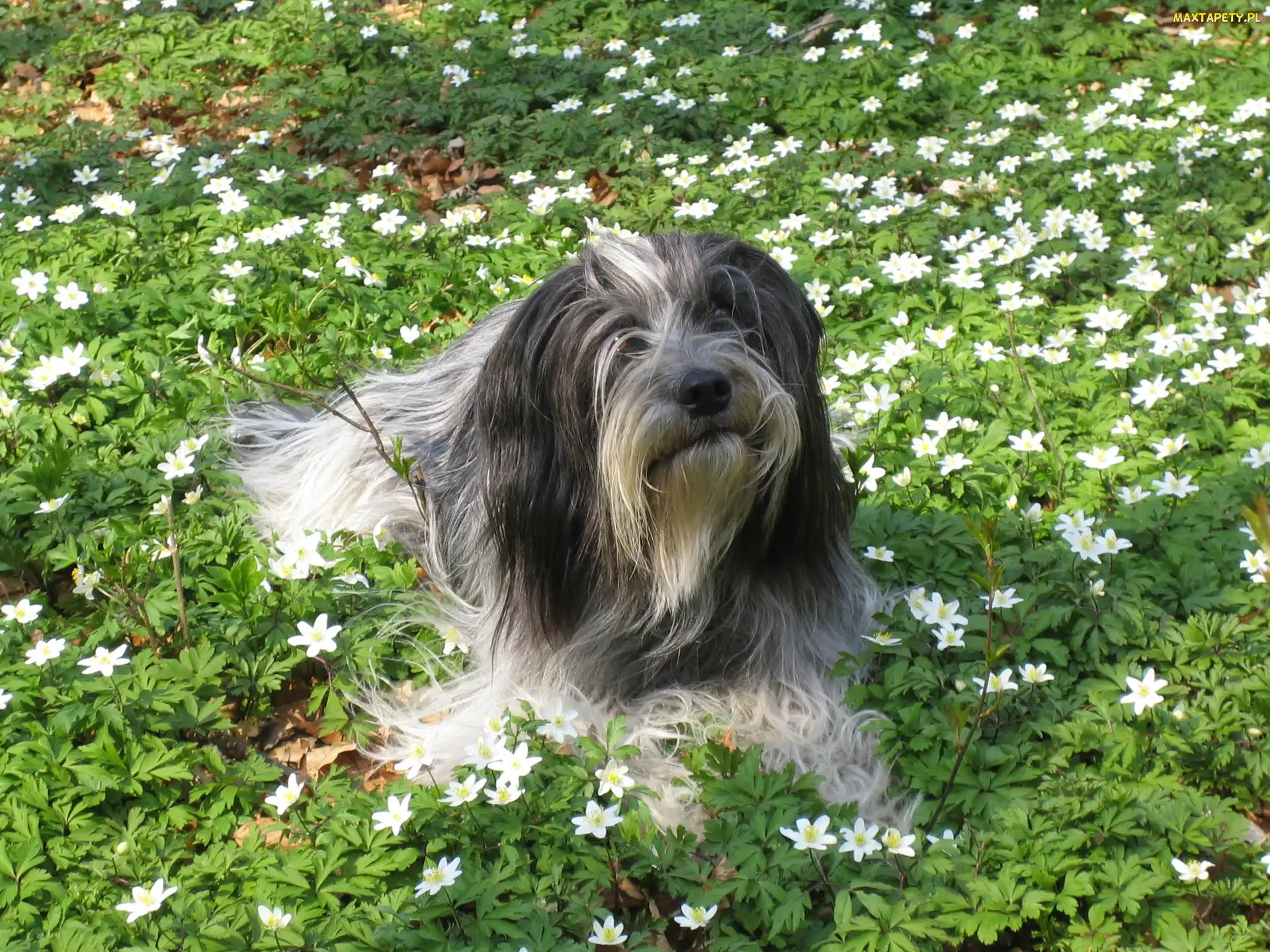 Schapendoes, kwiatki, białe