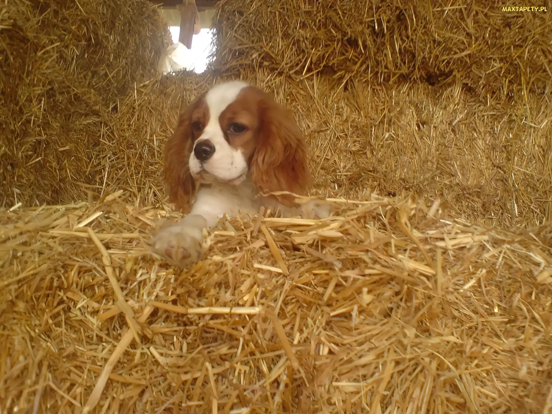 siano, King Charles Spaniel